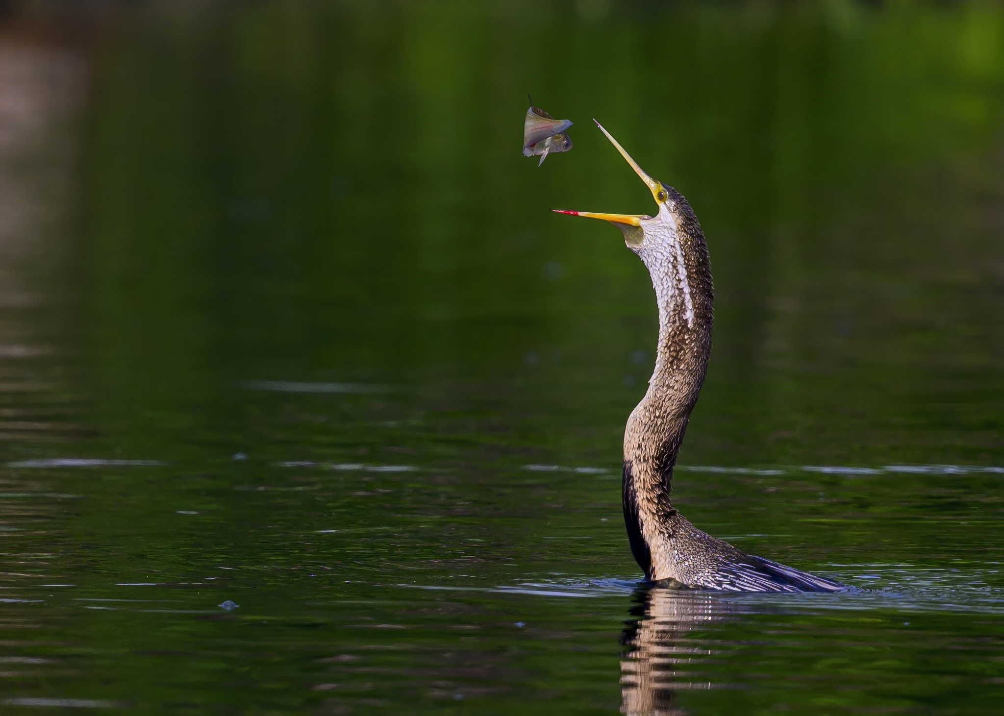 Anhinga hunting - My, Ornithology, Photo hunting, Birds, Wild animals, The photo, Video, Youtube, Longpost