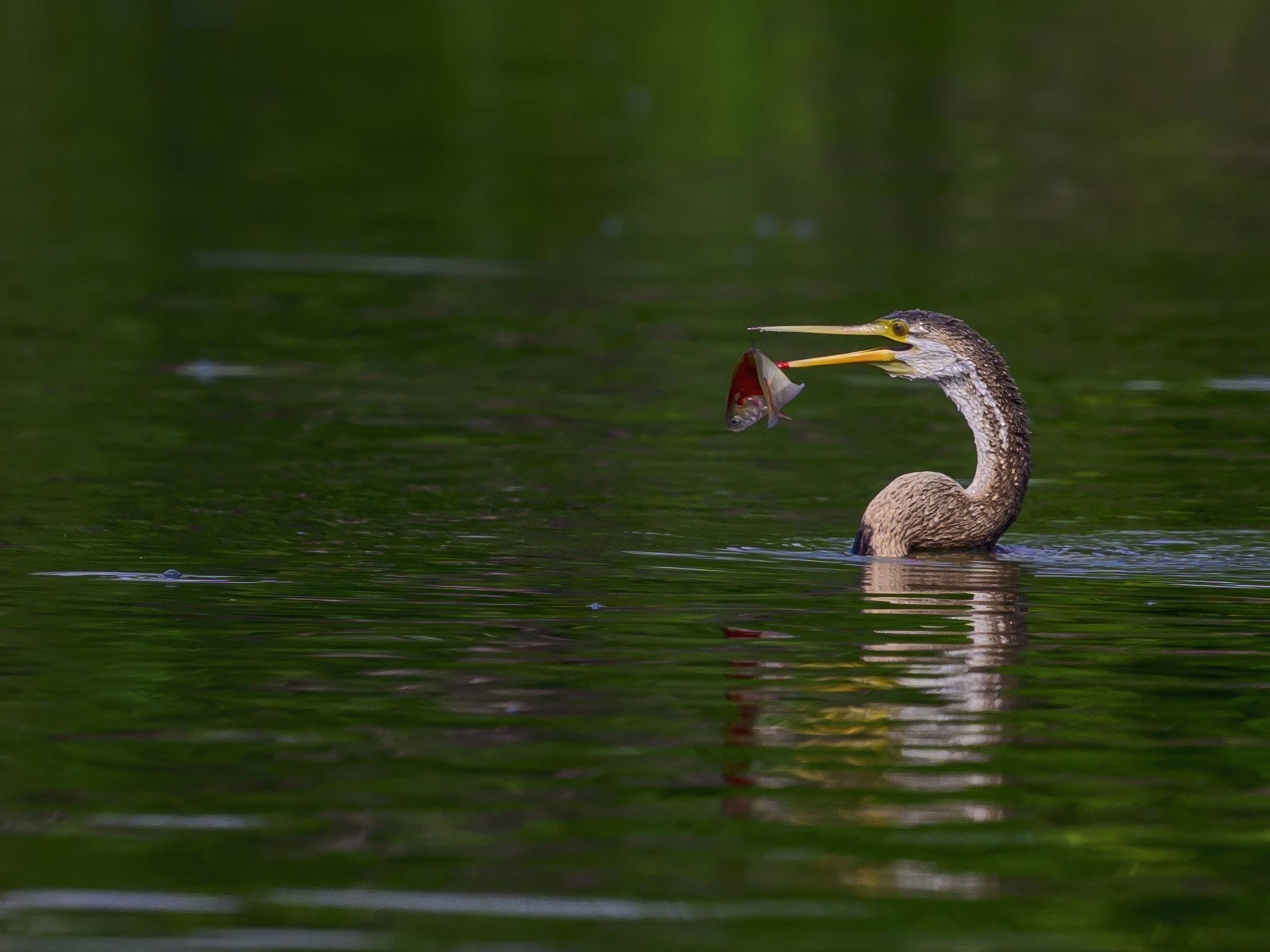 Anhinga hunting - My, Ornithology, Photo hunting, Birds, Wild animals, The photo, Video, Youtube, Longpost