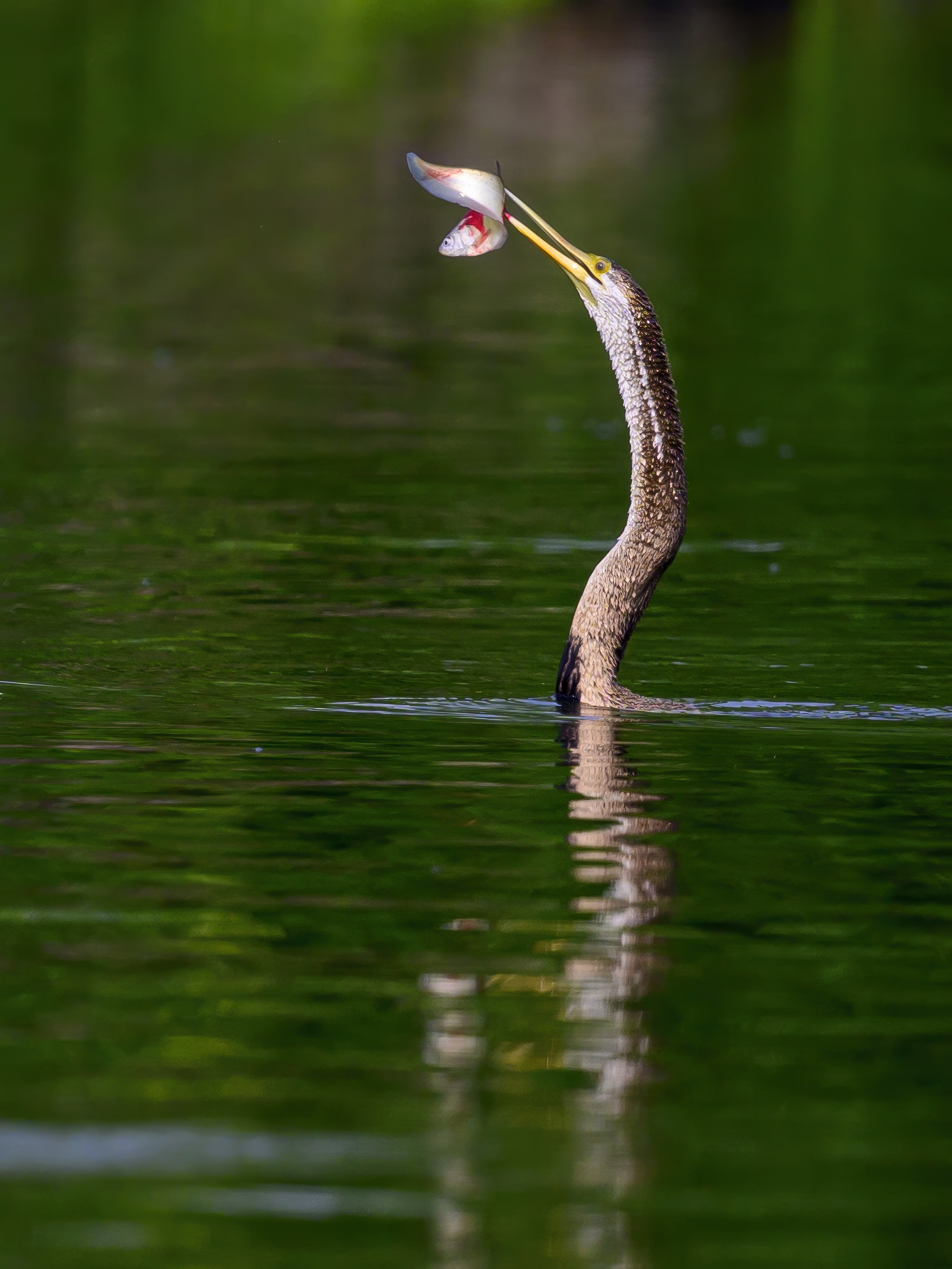 Anhinga hunting - My, Ornithology, Photo hunting, Birds, Wild animals, The photo, Video, Youtube, Longpost