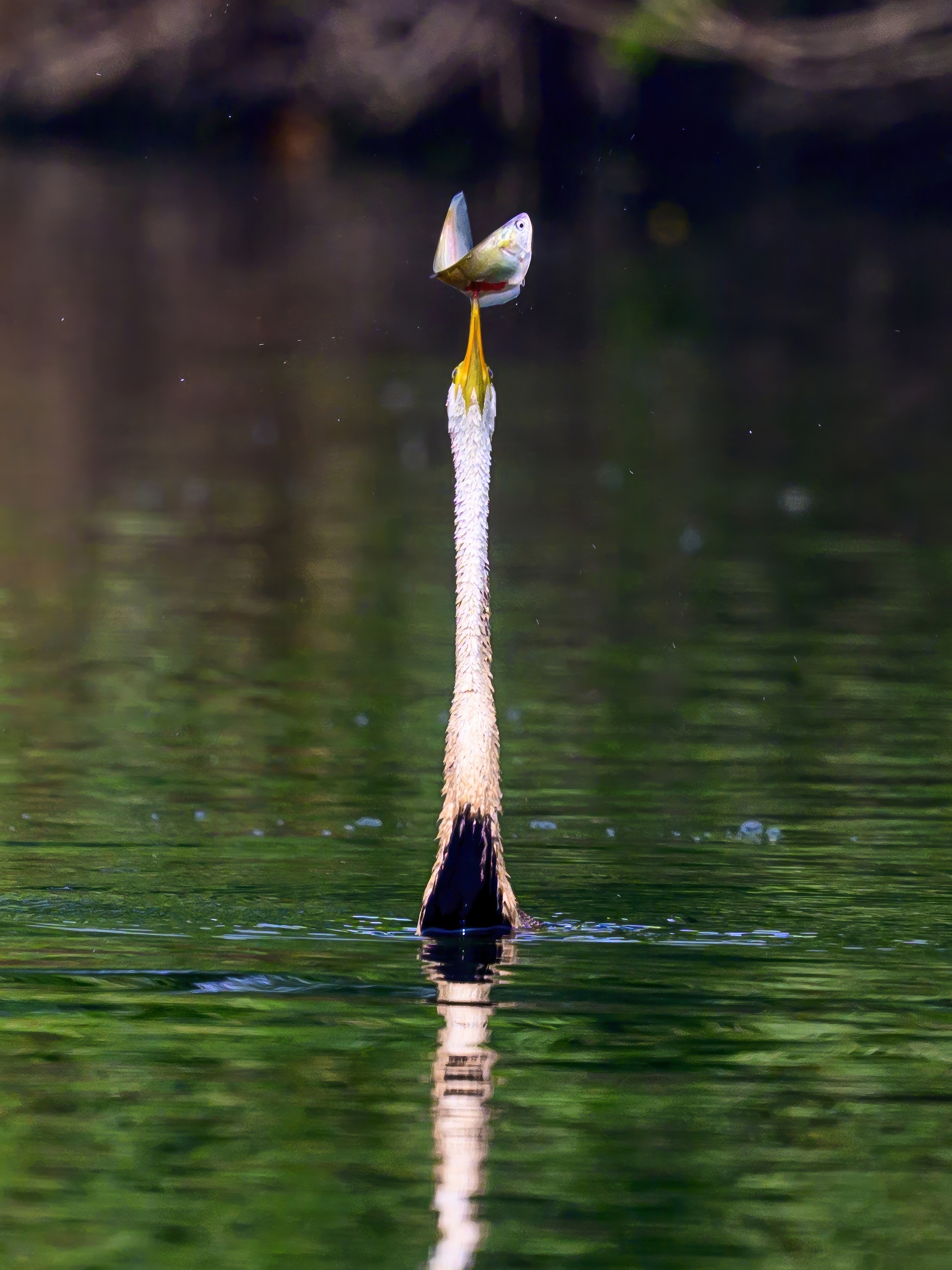 Anhinga hunting - My, Ornithology, Photo hunting, Birds, Wild animals, The photo, Video, Youtube, Longpost