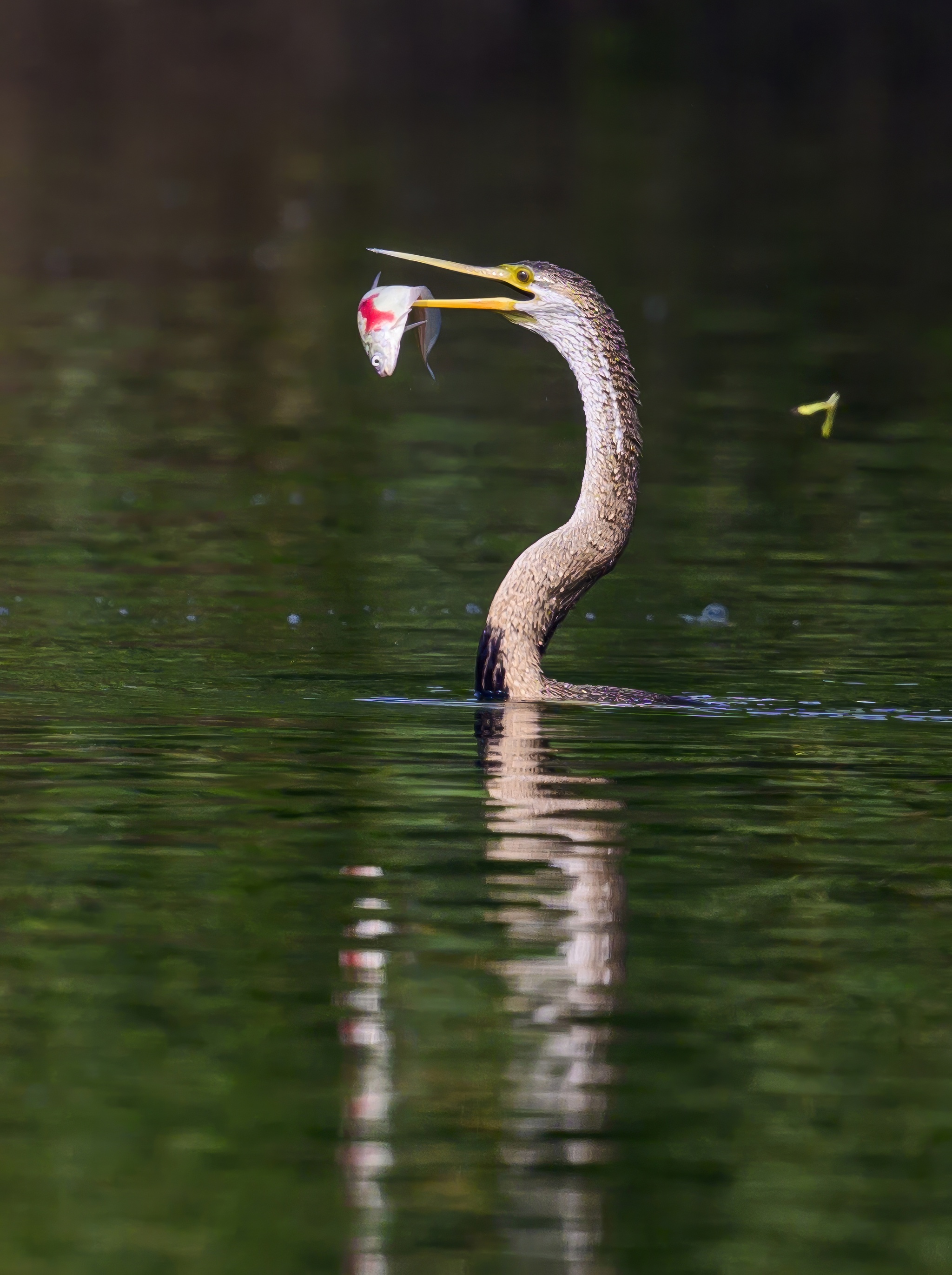 Anhinga hunting - My, Ornithology, Photo hunting, Birds, Wild animals, The photo, Video, Youtube, Longpost