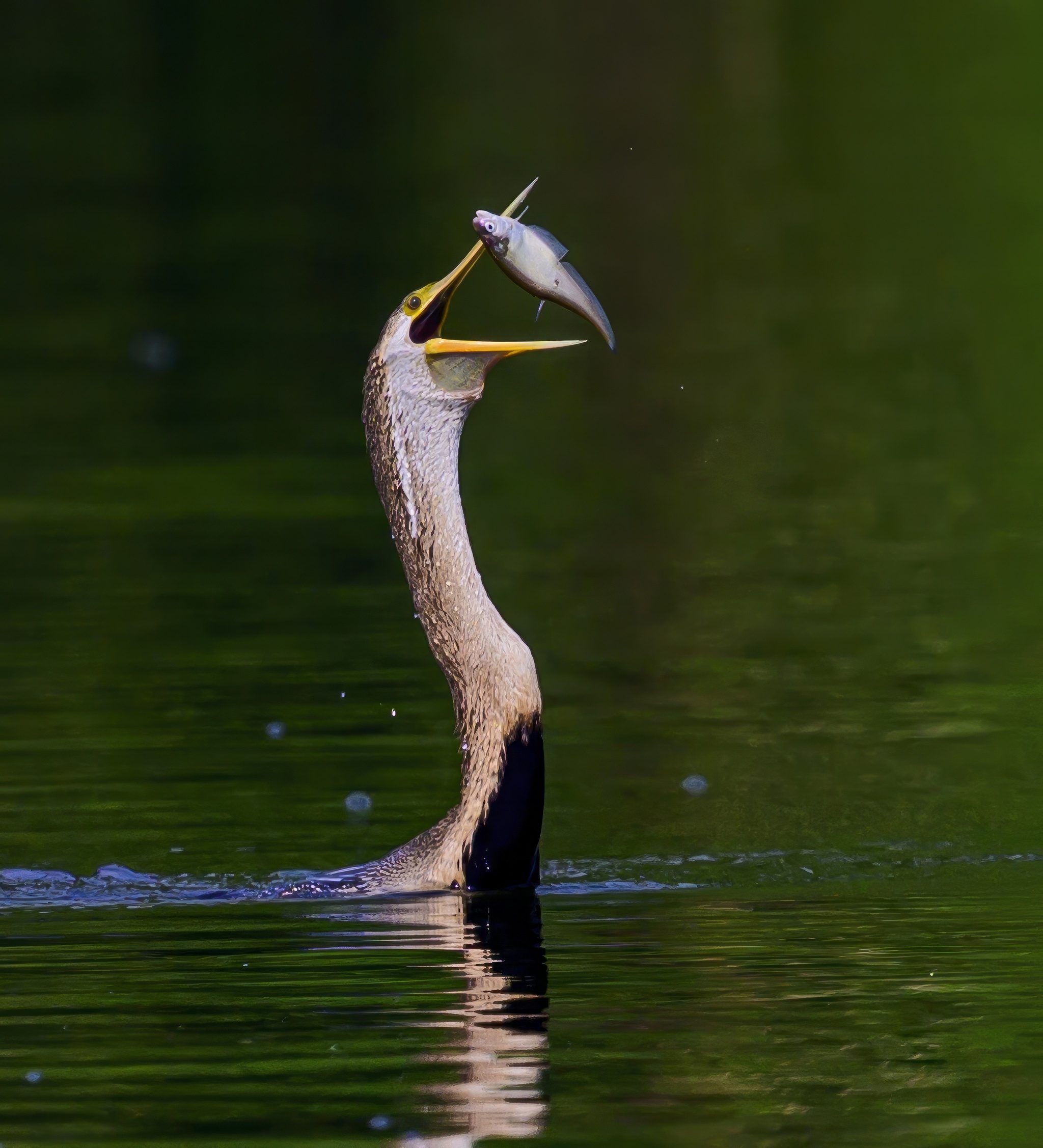 Anhinga hunting - My, Ornithology, Photo hunting, Birds, Wild animals, The photo, Video, Youtube, Longpost