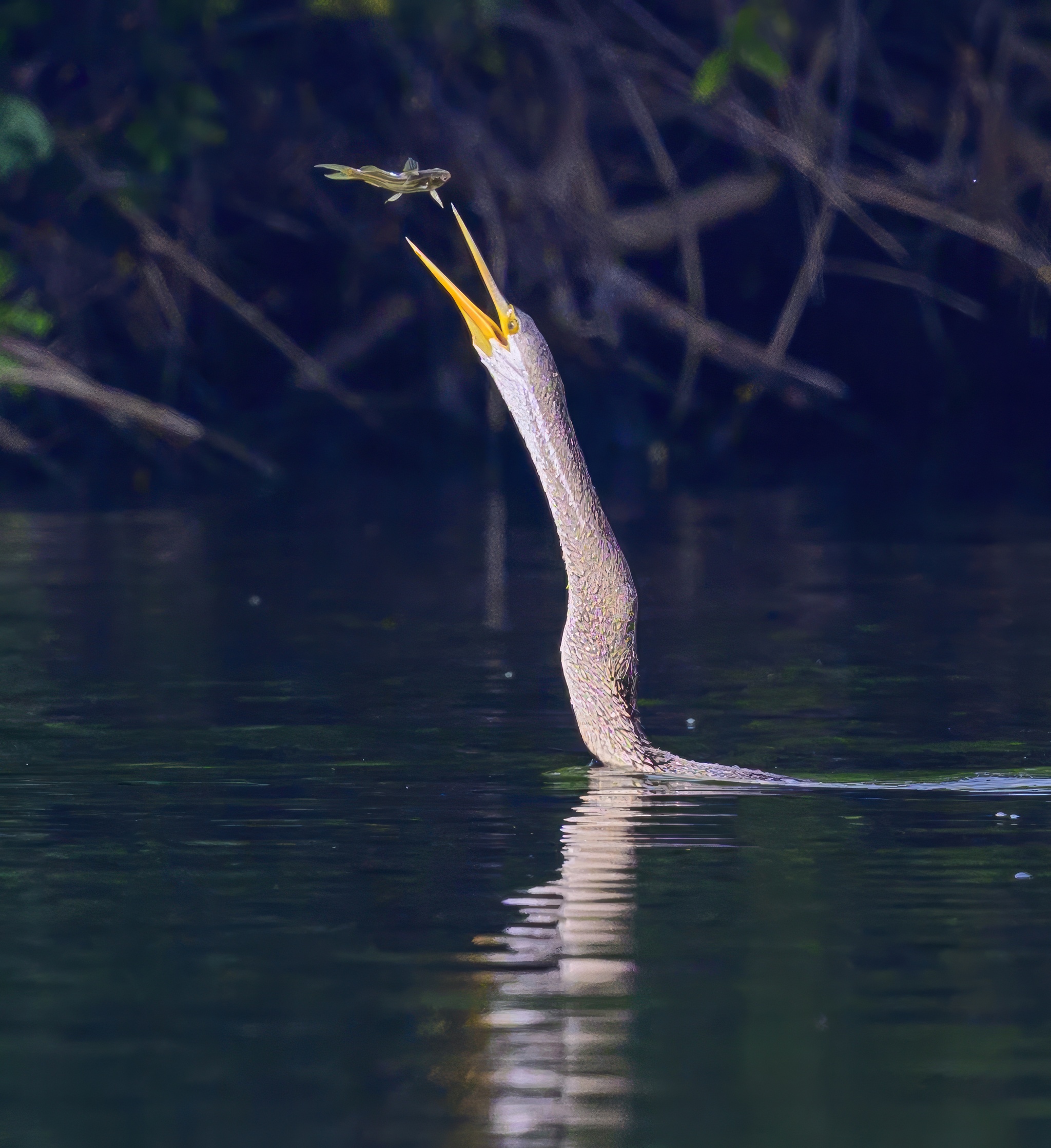 Anhinga hunting - My, Ornithology, Photo hunting, Birds, Wild animals, The photo, Video, Youtube, Longpost