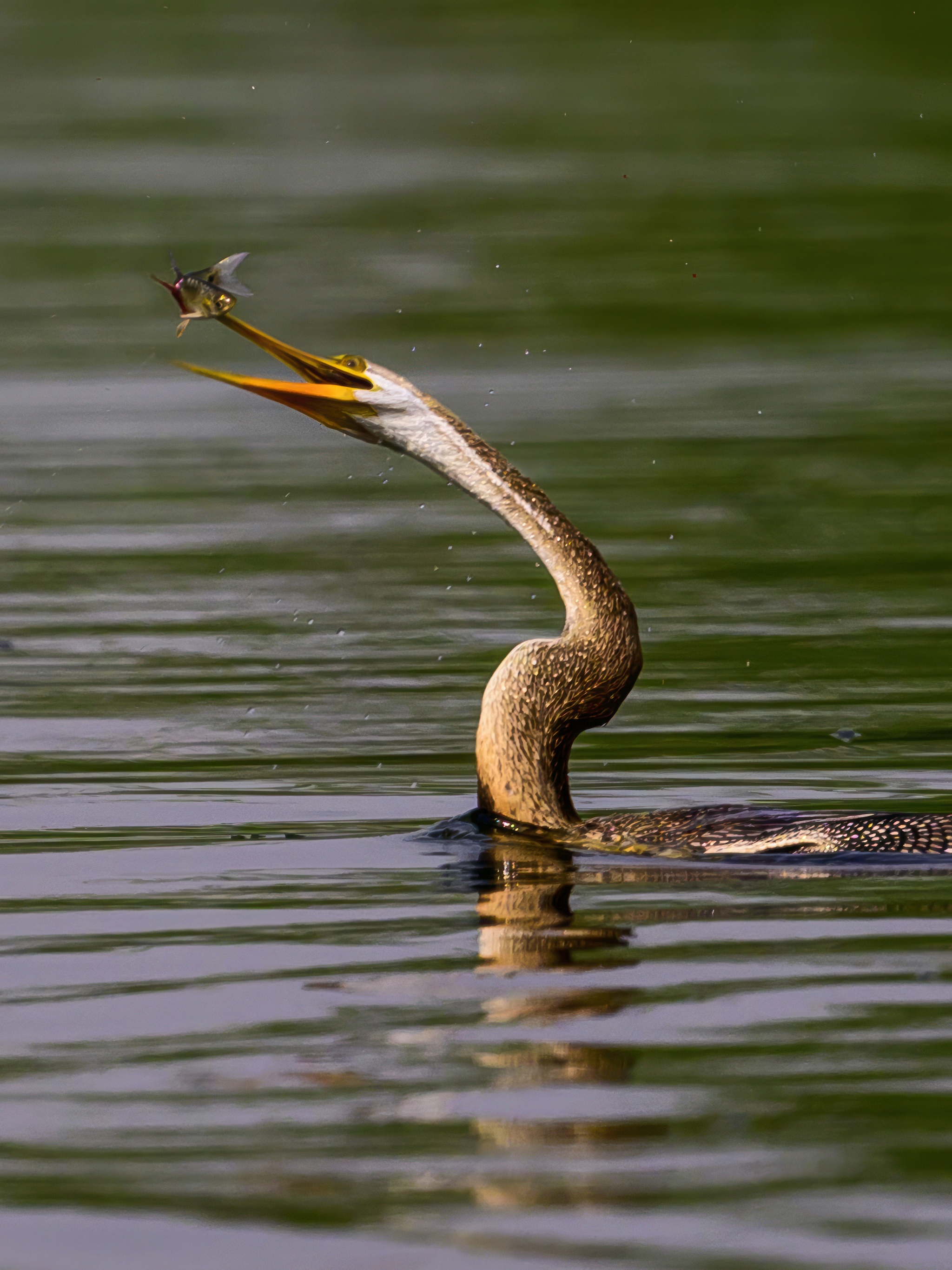 Anhinga hunting - My, Ornithology, Photo hunting, Birds, Wild animals, The photo, Video, Youtube, Longpost