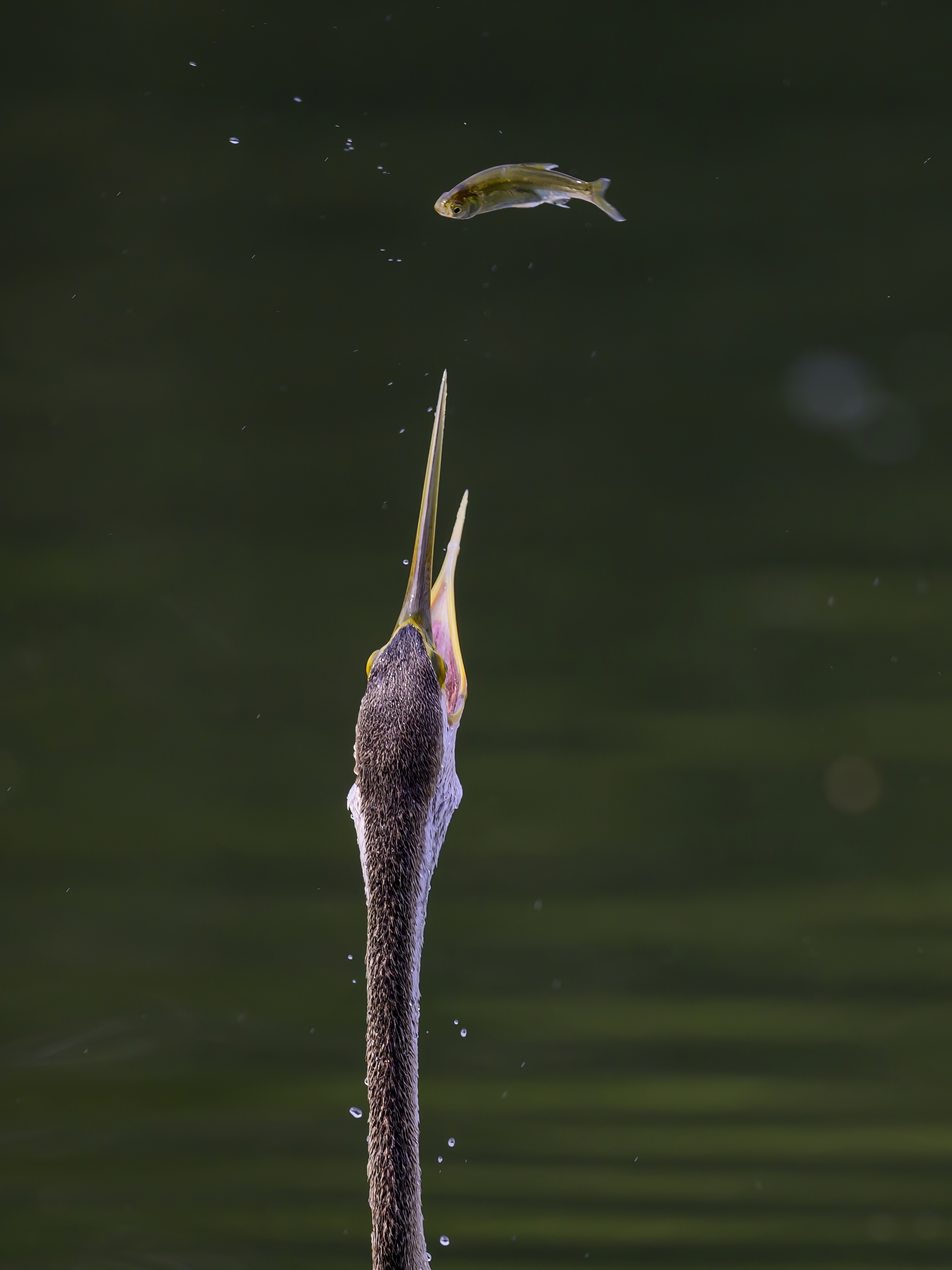 Anhinga hunting - My, Ornithology, Photo hunting, Birds, Wild animals, The photo, Video, Youtube, Longpost