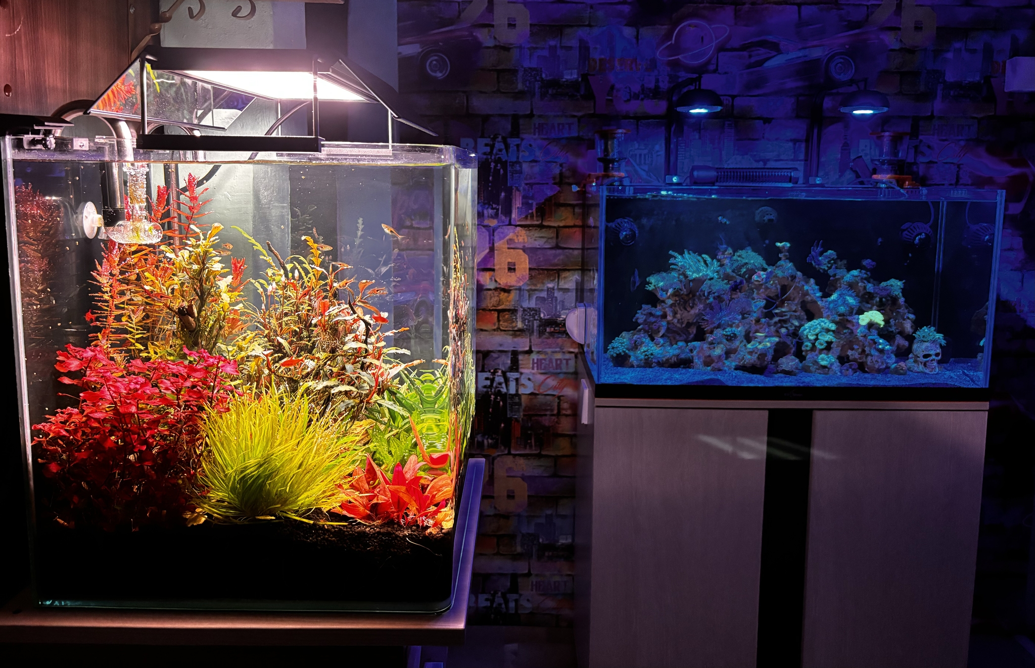 Aquarium corner - My, Aquarium, Sea, Marine Aquarium, Aquarium herbalist, Coral reef, Coral, Aquarium plants, Aquarium