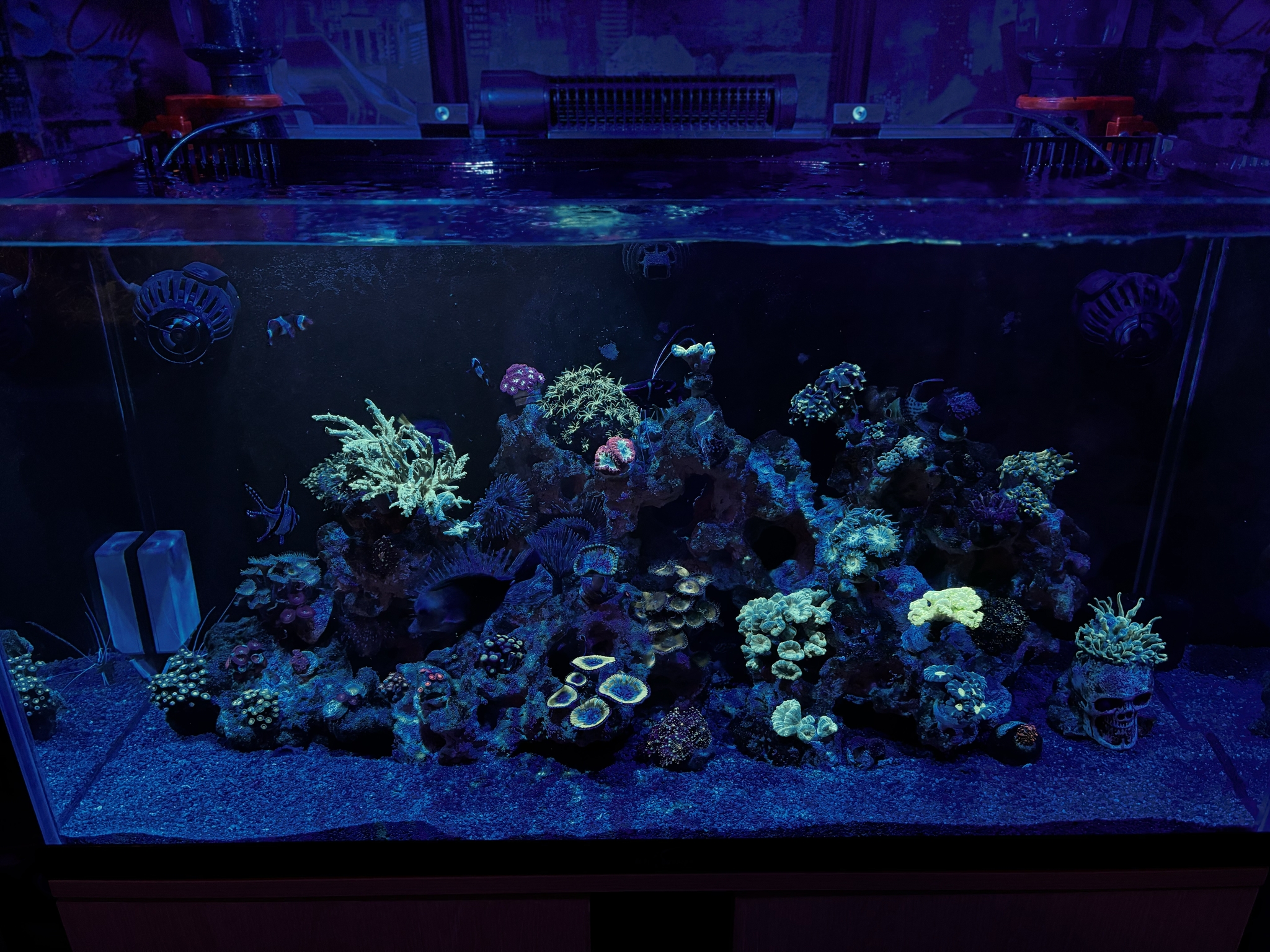 Aquarium corner - My, Aquarium, Sea, Marine Aquarium, Aquarium herbalist, Coral reef, Coral, Aquarium plants, Aquarium