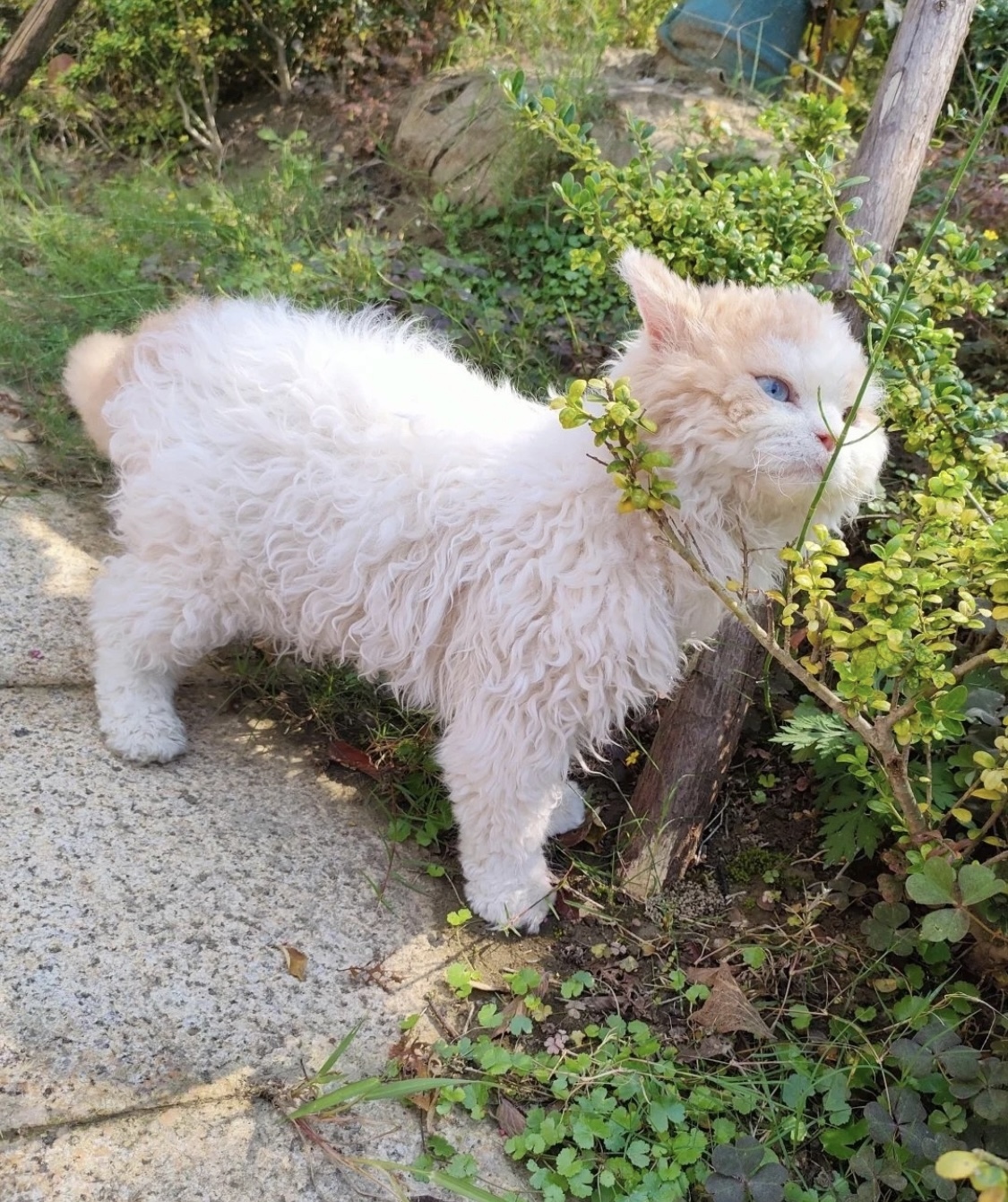 A cat lamb was found this summer - cat, Mobile photography, Neko