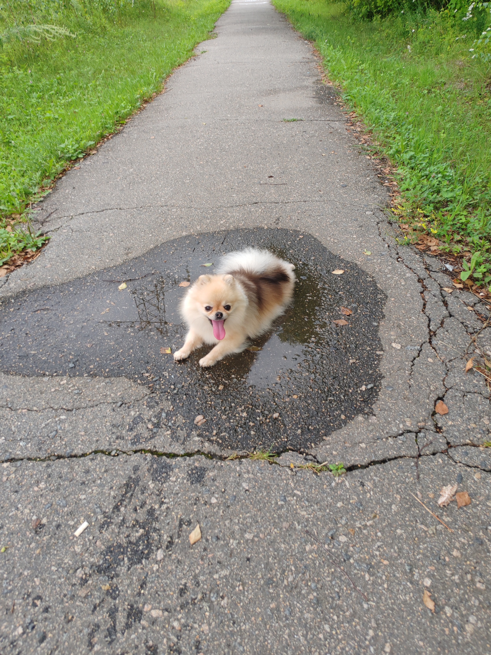 It's getting a little hot, I need to cool down - My, Dog, Pets, Spitz, Pomeranian, Mobile photography, Walk