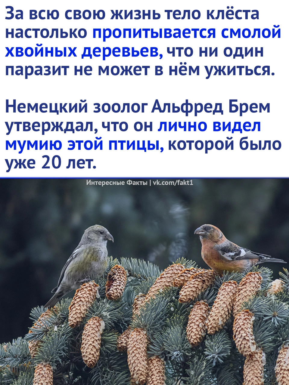 Amazing bird - Birds, Animals, Nature, Picture with text, Longpost, Crossbill, Mummy