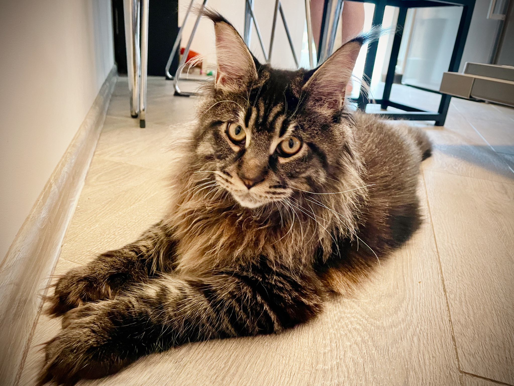 Maine Coon polydact bar Richie - My, Picture with text, Memes, Milota, Images, Humor, cat, Fat cats, Maine Coon, Pet the cat, Fluffy, Paws, Kittens, Pets, Cat lovers, Video, Longpost