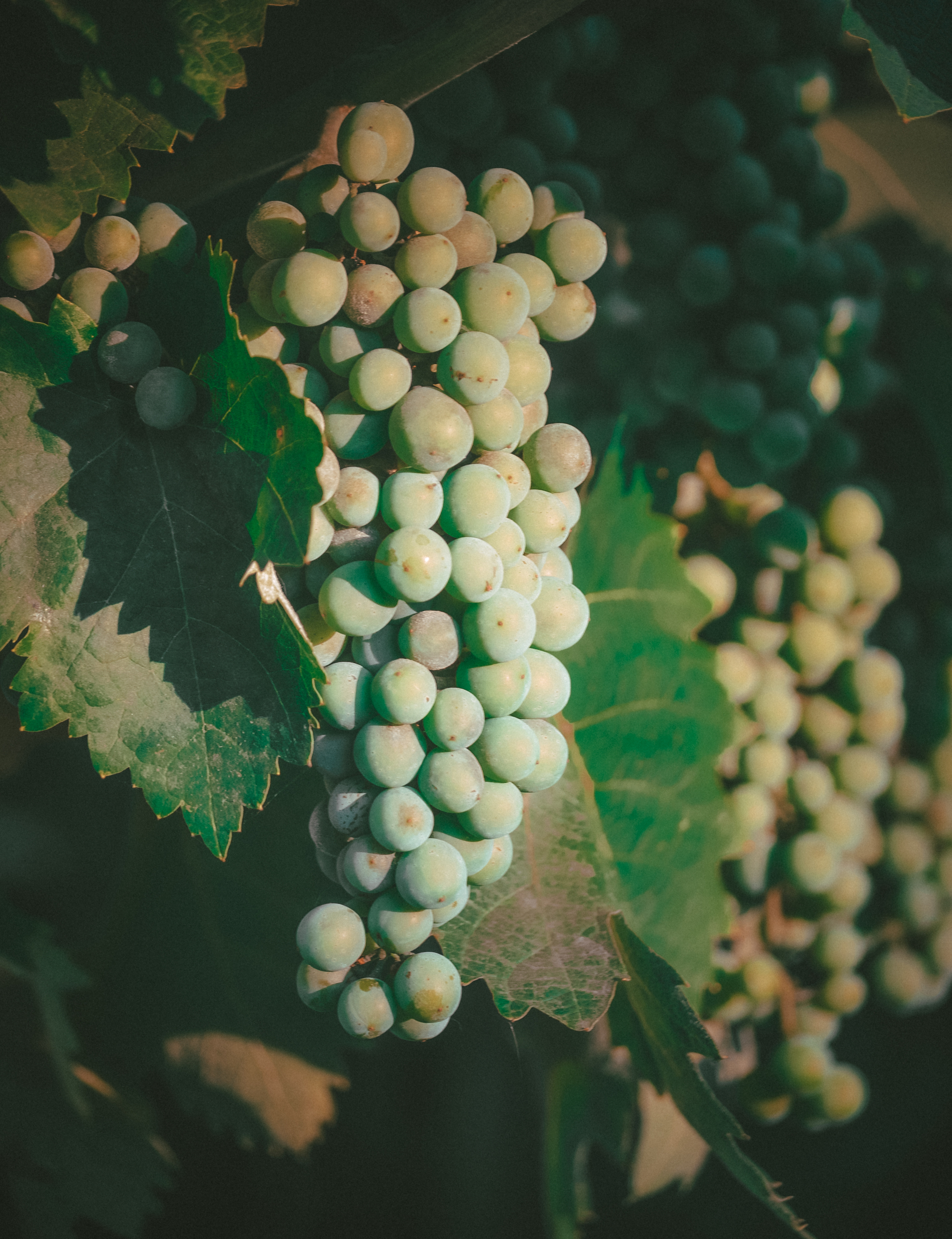 Ogorodnoe - My, The photo, Anthracite, Nikon d3100, Greenery, Plum, Grape, Blackberry, Berries, Longpost