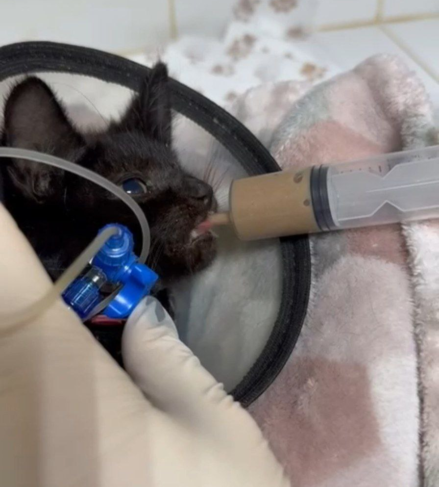 News about a domestic kitten that was bitten and severely broken. Still fighting and even eating - My, cat, No rating, Helping animals, Longpost, Video, Vertical video, Telegram (link), Veterinary