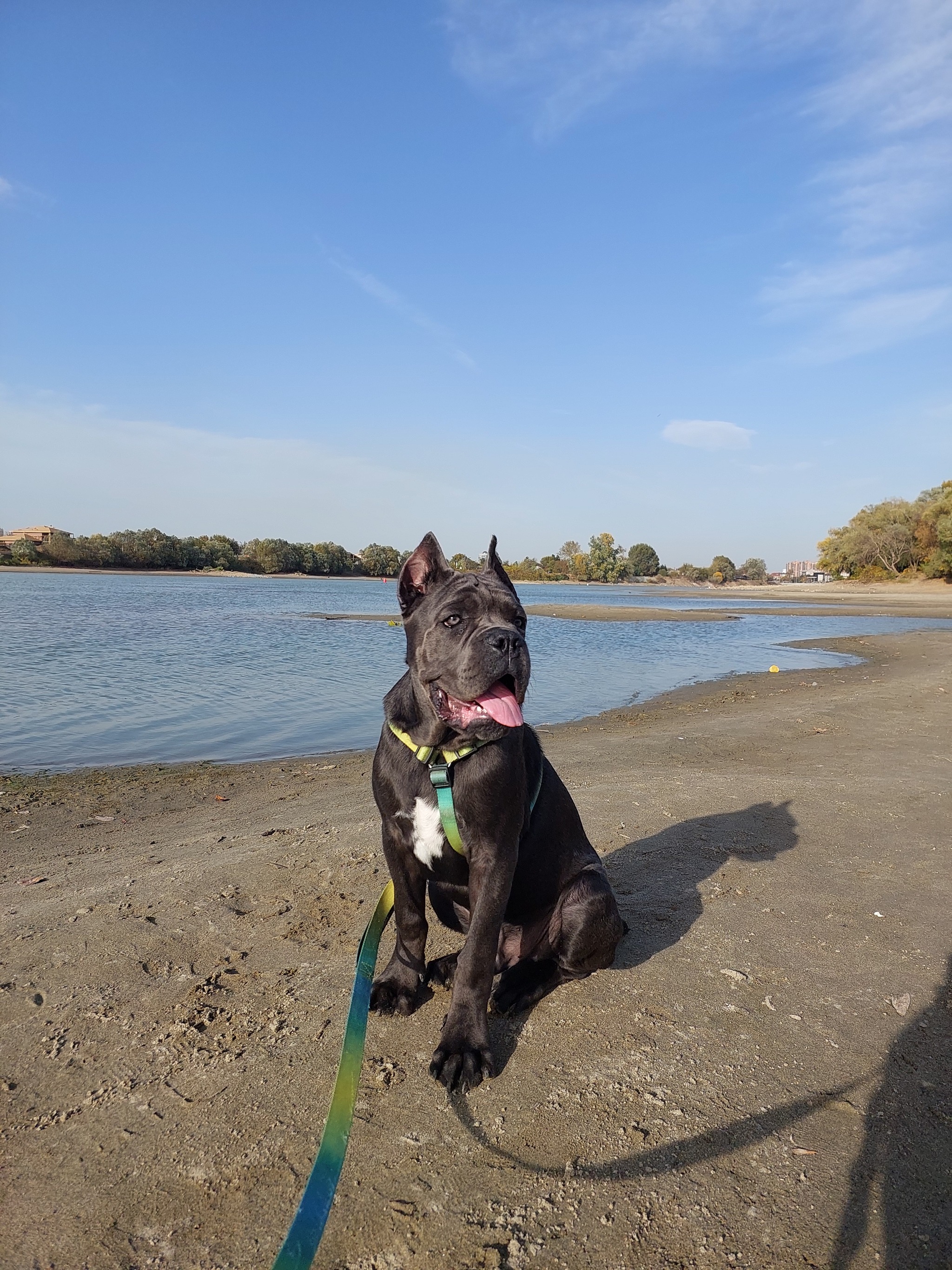 Cane Corso 5 months - My, Cane Corso, Dog, Kuban, Longpost