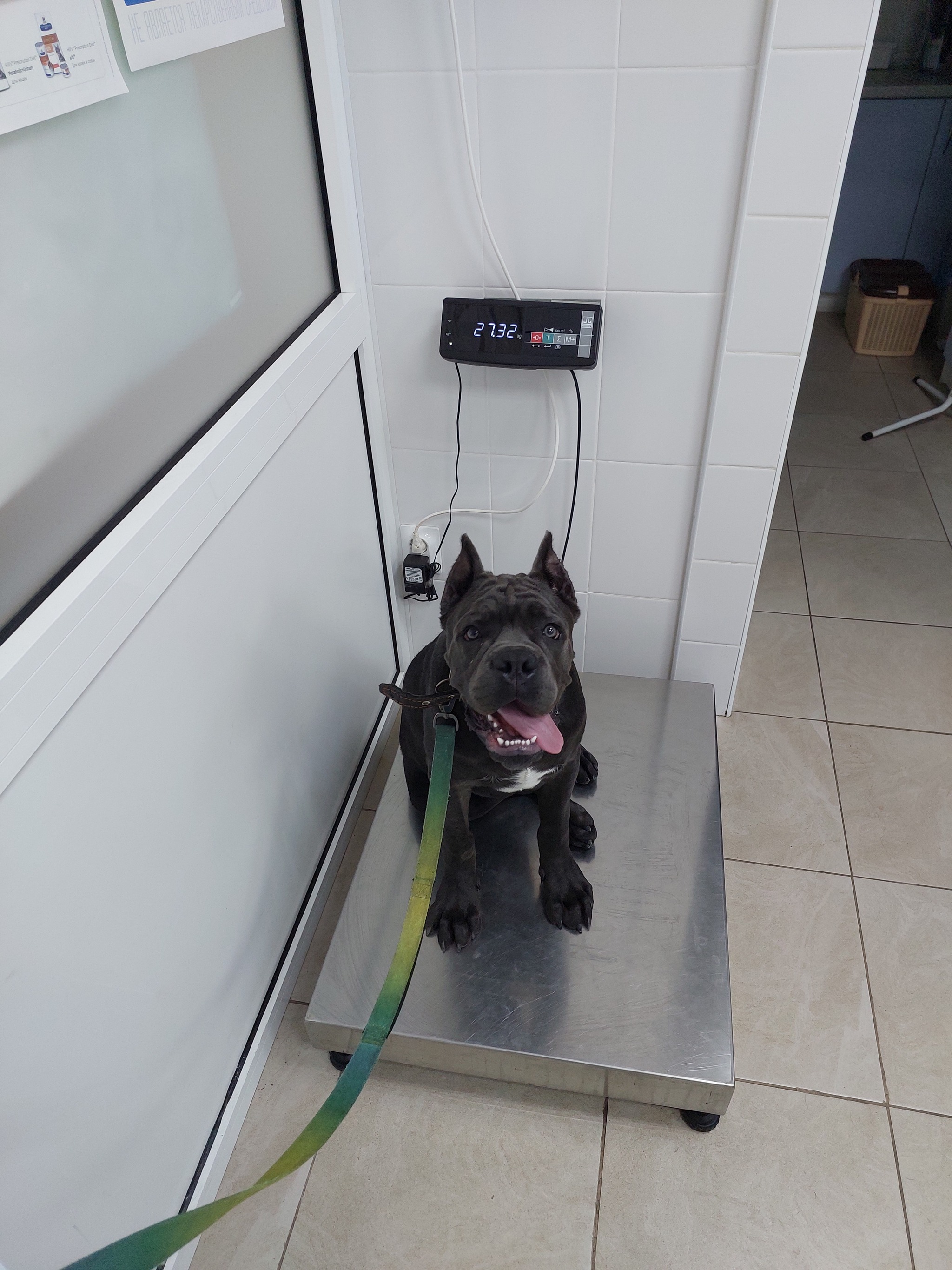 Cane Corso 5 months - My, Cane Corso, Dog, Kuban, Longpost