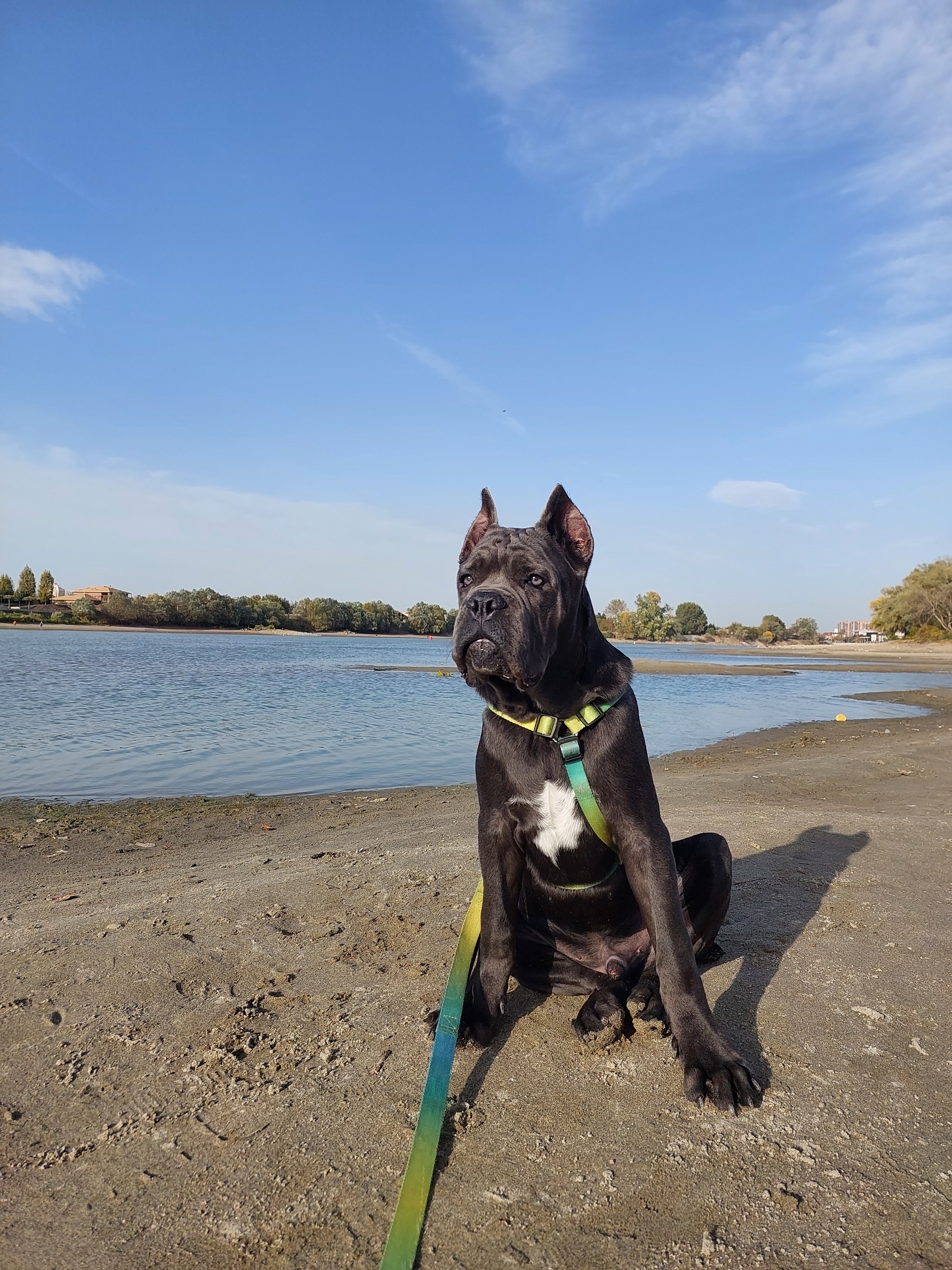 Cane Corso 5 months - My, Cane Corso, Dog, Kuban, Longpost