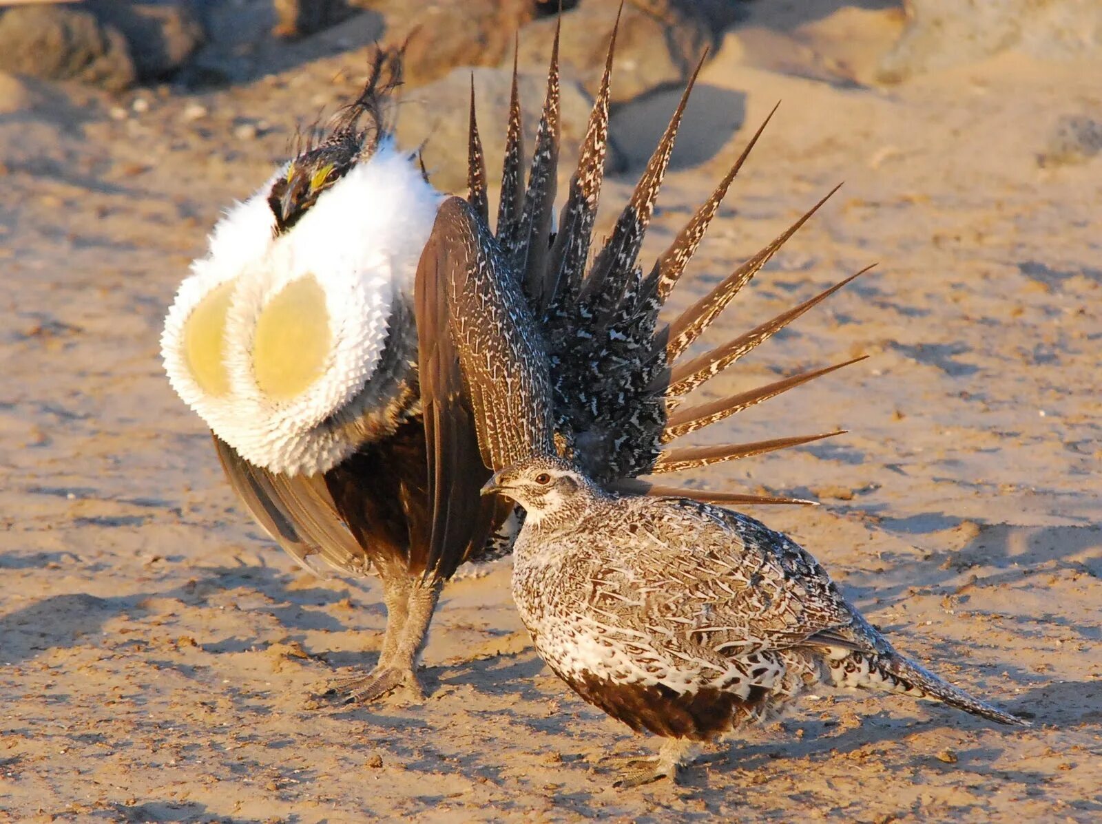 What kind of mutant is shown in this photo? - My, Around the world, Biology, Animals, Nature, In the animal world, Rare view, Birds, Ornithology, The photo, GIF, Longpost