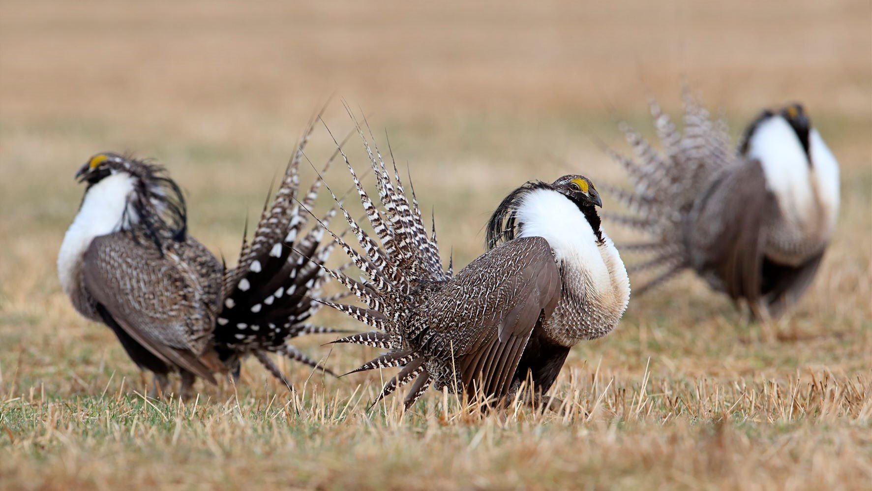 What kind of mutant is shown in this photo? - My, Around the world, Biology, Animals, Nature, In the animal world, Rare view, Birds, Ornithology, The photo, GIF, Longpost