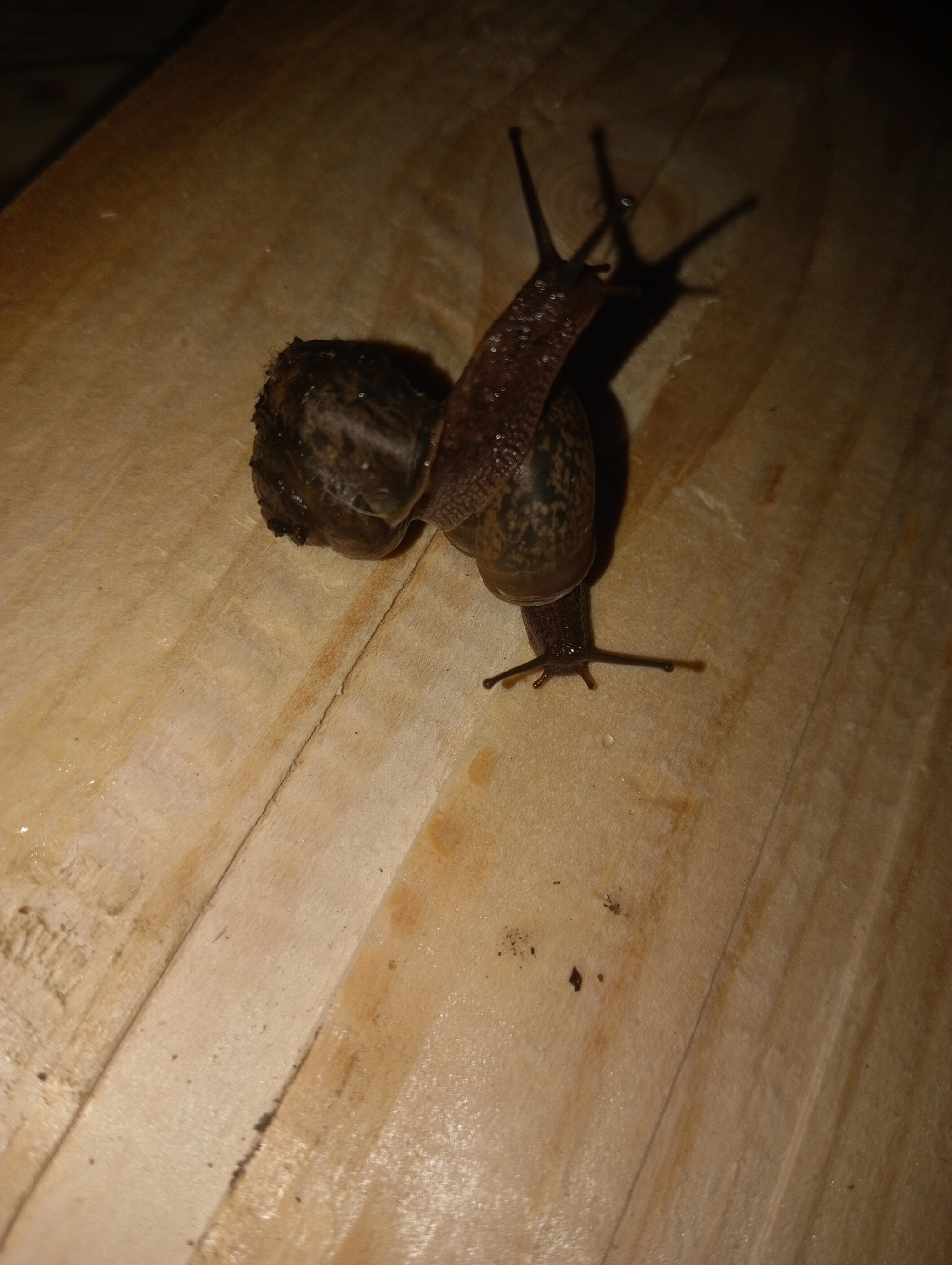 Soon their children will eat your gardens! - Humor, The photo, Snail, Longpost