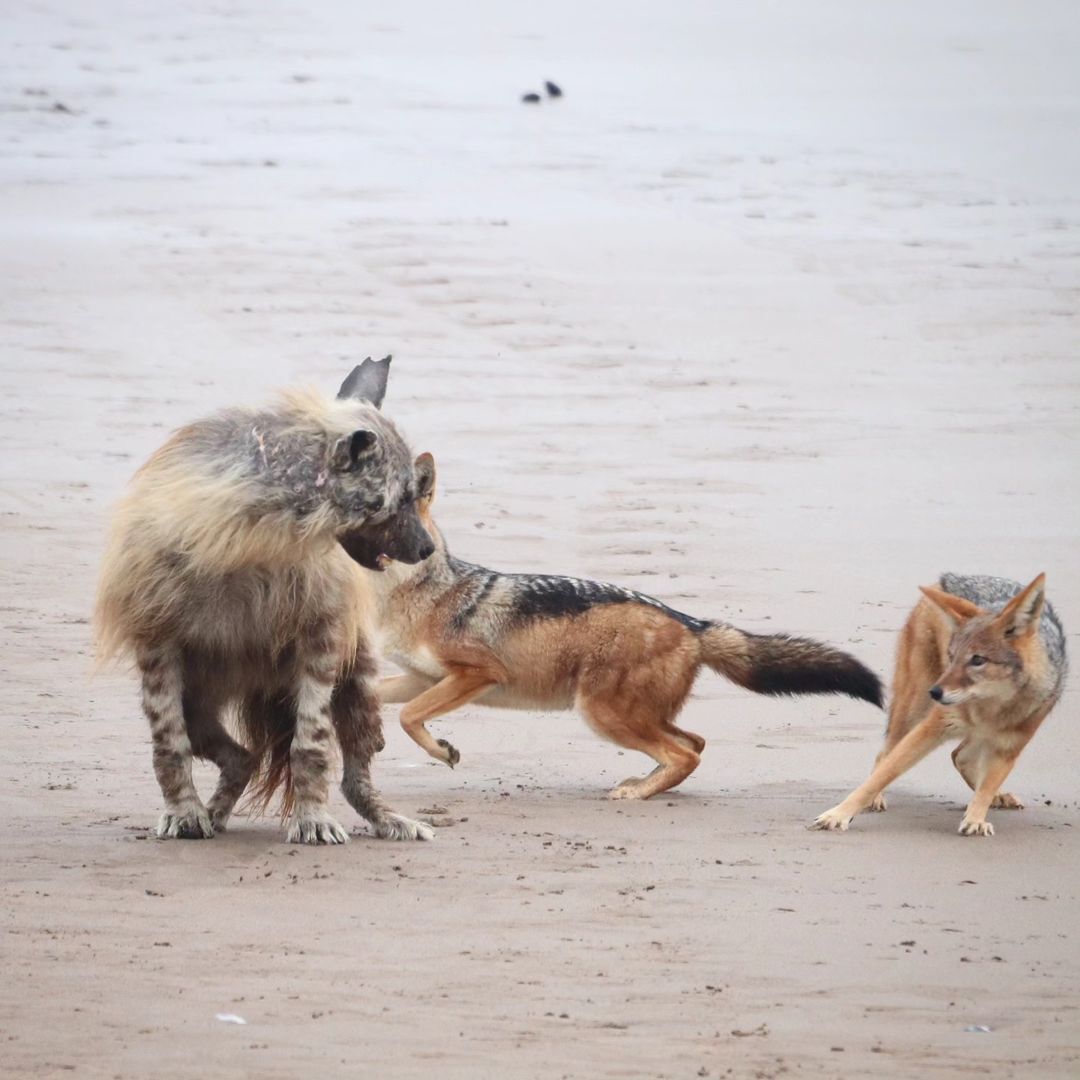 Leave me alone, you bores! - Hyena, Brown hyena, Jackal, Canines, Predatory animals, Wild animals, wildlife, Namib Desert, South Africa, The photo