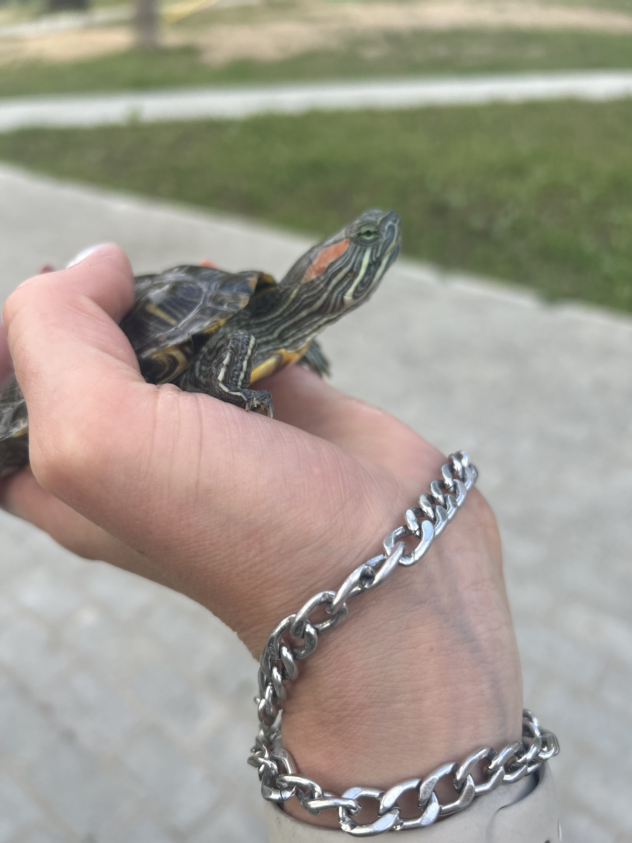 Mom, why the fuck did you leave us? - My, Turtle, Pond slider, Reptiles at home, Longpost, The photo