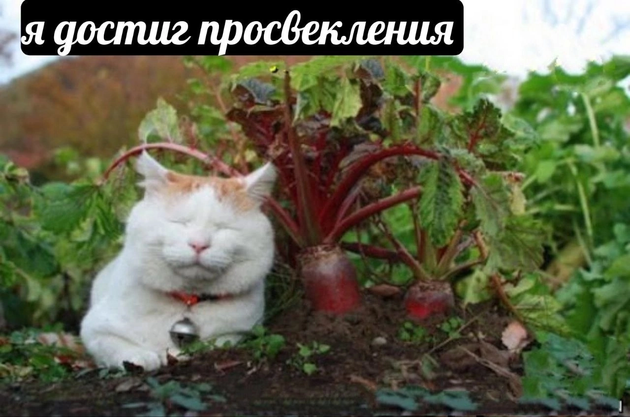 Enlightenment - Humor, cat, Beet, Enlightenment, Picture with text