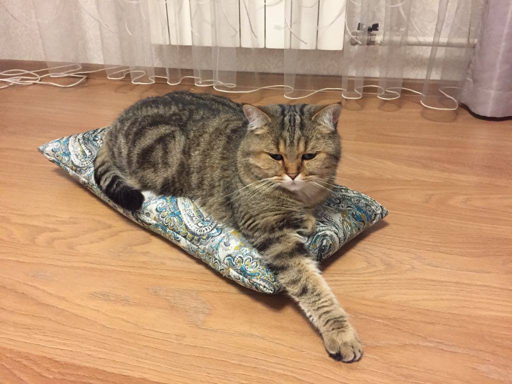 We need help finding Tisha's cat, who disappeared during an accident. - My, Lost cat, Help, Road accident, Search, Help me find, cat, Pets, British cat, Search for animals, Podolsk, Klimovsk, SOS, Moscow region, Longpost