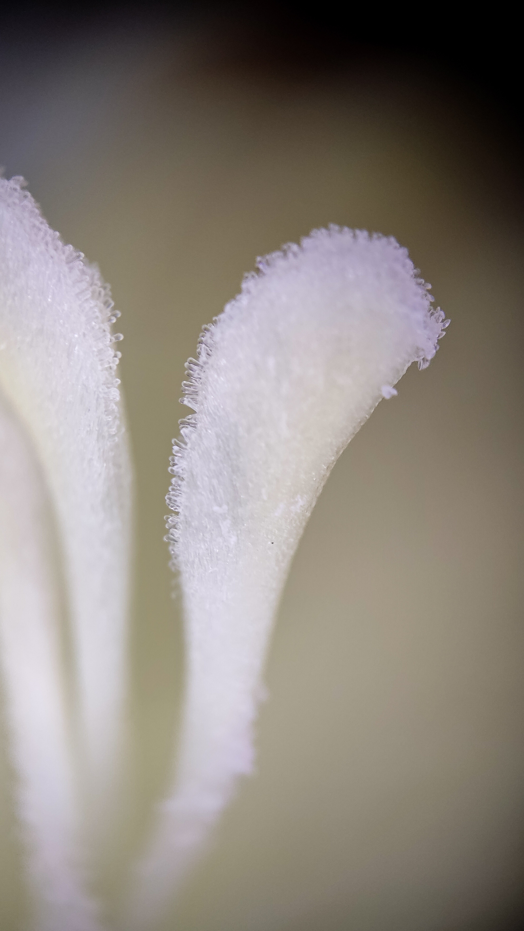 Photo project Let's take a closer look post No. 59. Gladiolus - My, Bloom, Macro photography, Nature, The photo, Garden, Plants, The park, Garden, Gardening, Microfilming, Longpost