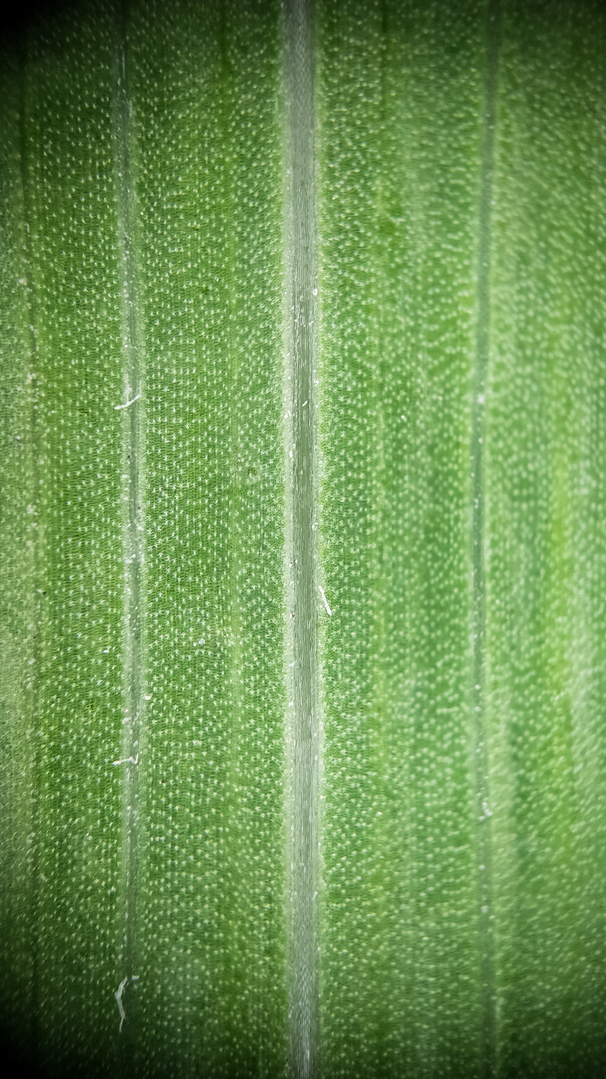 Photo project Let's take a closer look post No. 59. Gladiolus - My, Bloom, Macro photography, Nature, The photo, Garden, Plants, The park, Garden, Gardening, Microfilming, Longpost