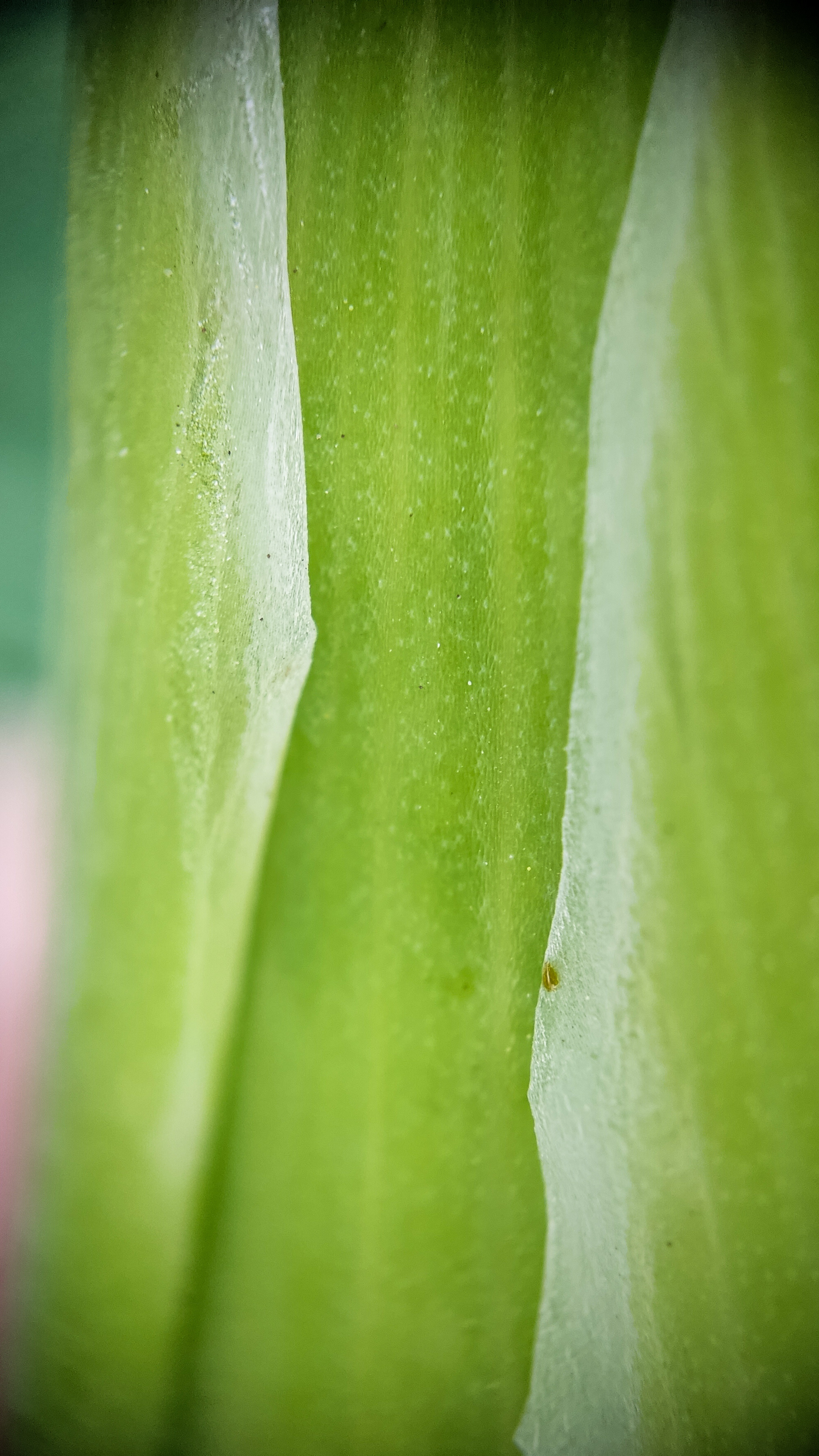 Photo project Let's take a closer look post No. 59. Gladiolus - My, Bloom, Macro photography, Nature, The photo, Garden, Plants, The park, Garden, Gardening, Microfilming, Longpost