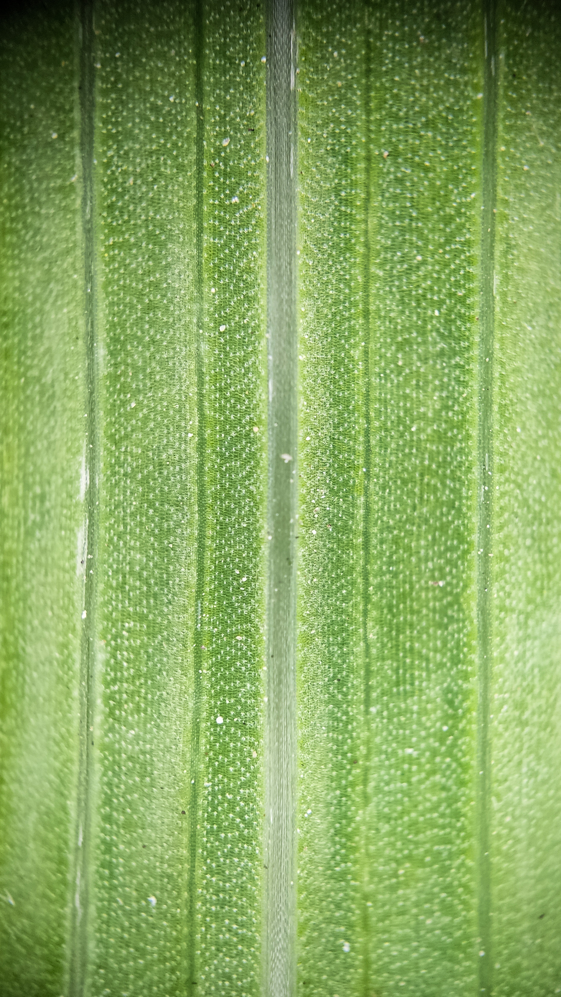 Photo project Let's take a closer look post No. 59. Gladiolus - My, Bloom, Macro photography, Nature, The photo, Garden, Plants, The park, Garden, Gardening, Microfilming, Longpost