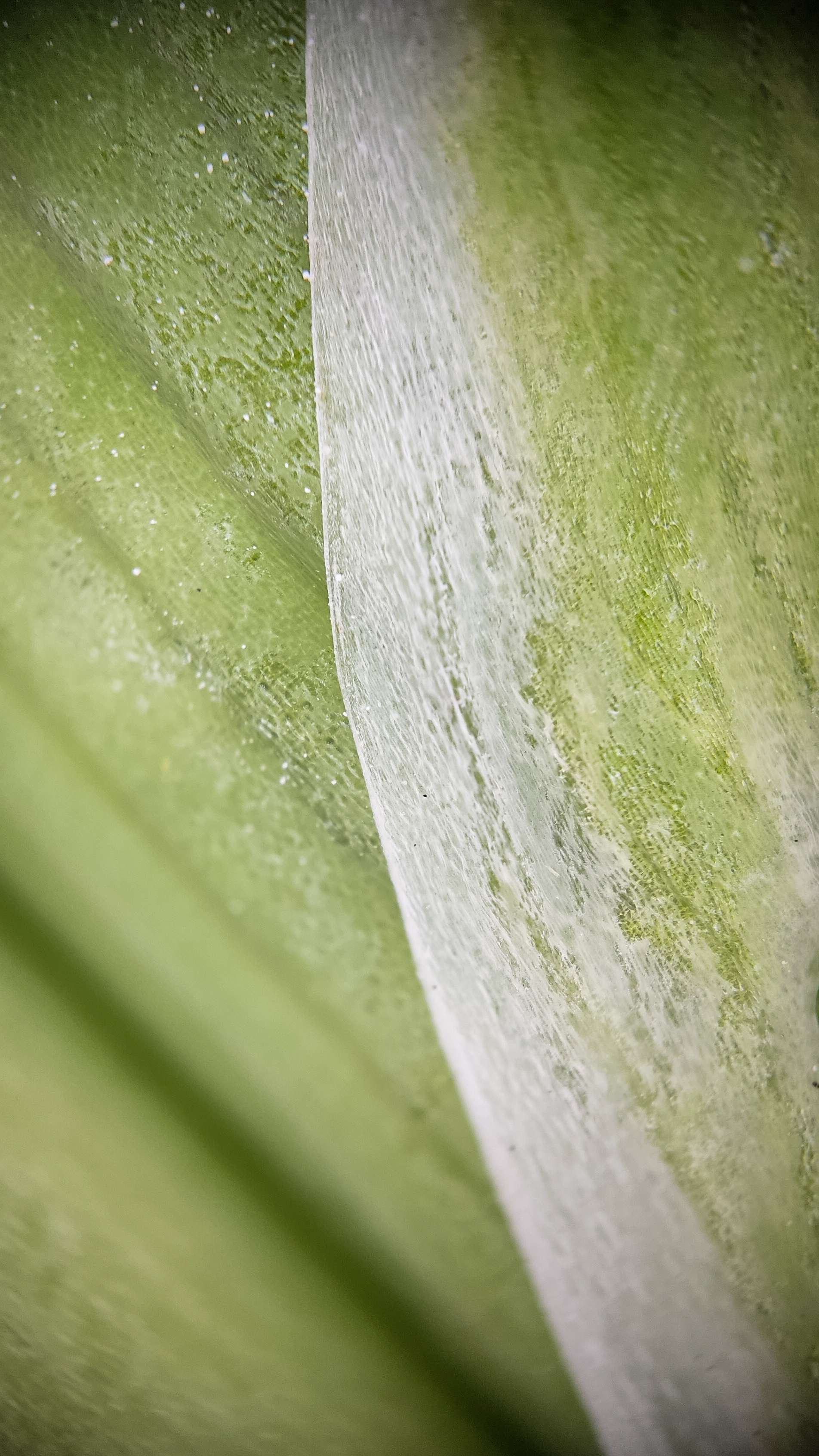 Photo project Let's take a closer look post No. 59. Gladiolus - My, Bloom, Macro photography, Nature, The photo, Garden, Plants, The park, Garden, Gardening, Microfilming, Longpost