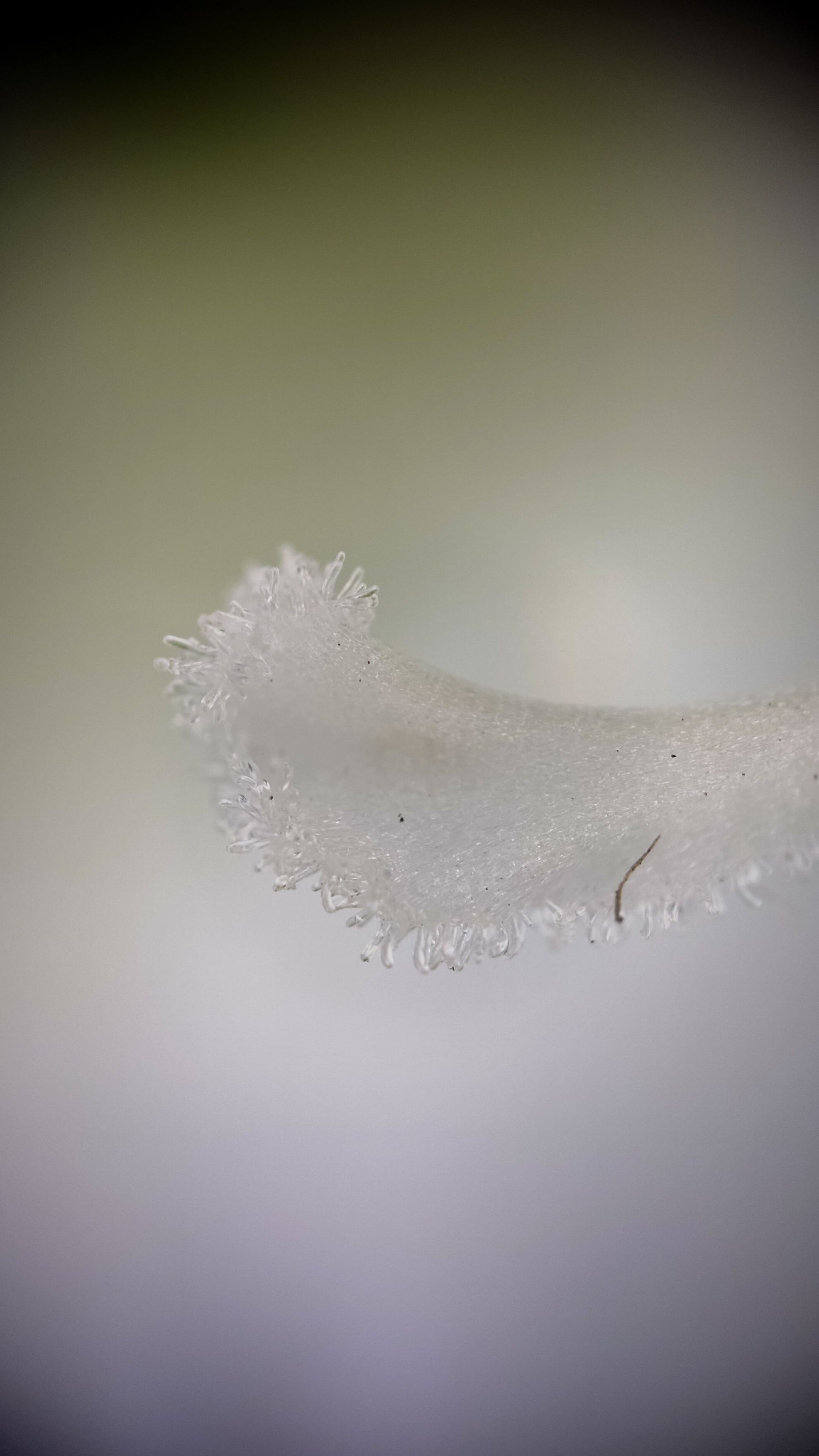 Photo project Let's take a closer look post No. 59. Gladiolus - My, Bloom, Macro photography, Nature, The photo, Garden, Plants, The park, Garden, Gardening, Microfilming, Longpost