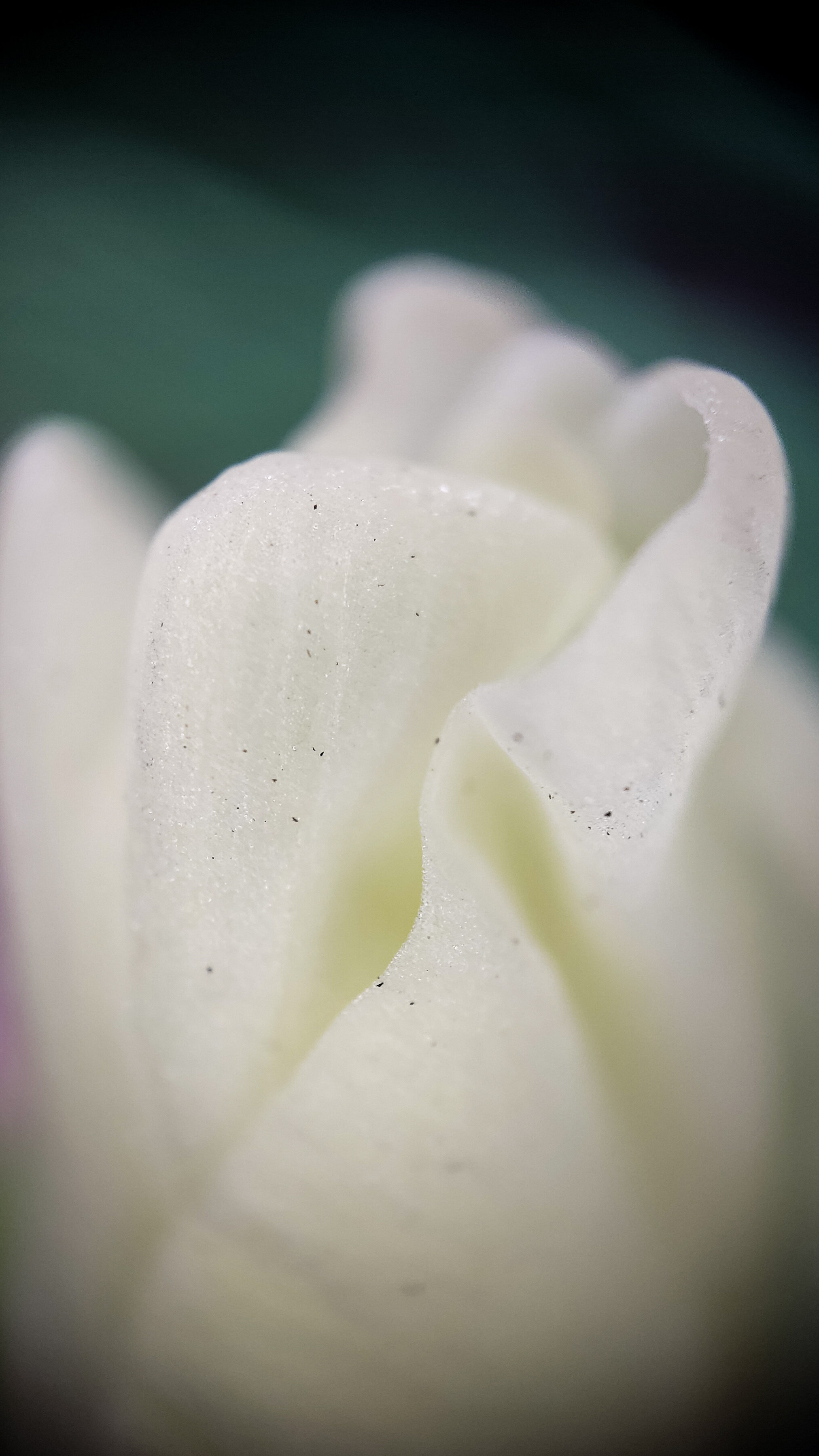 Photo project Let's take a closer look post No. 59. Gladiolus - My, Bloom, Macro photography, Nature, The photo, Garden, Plants, The park, Garden, Gardening, Microfilming, Longpost