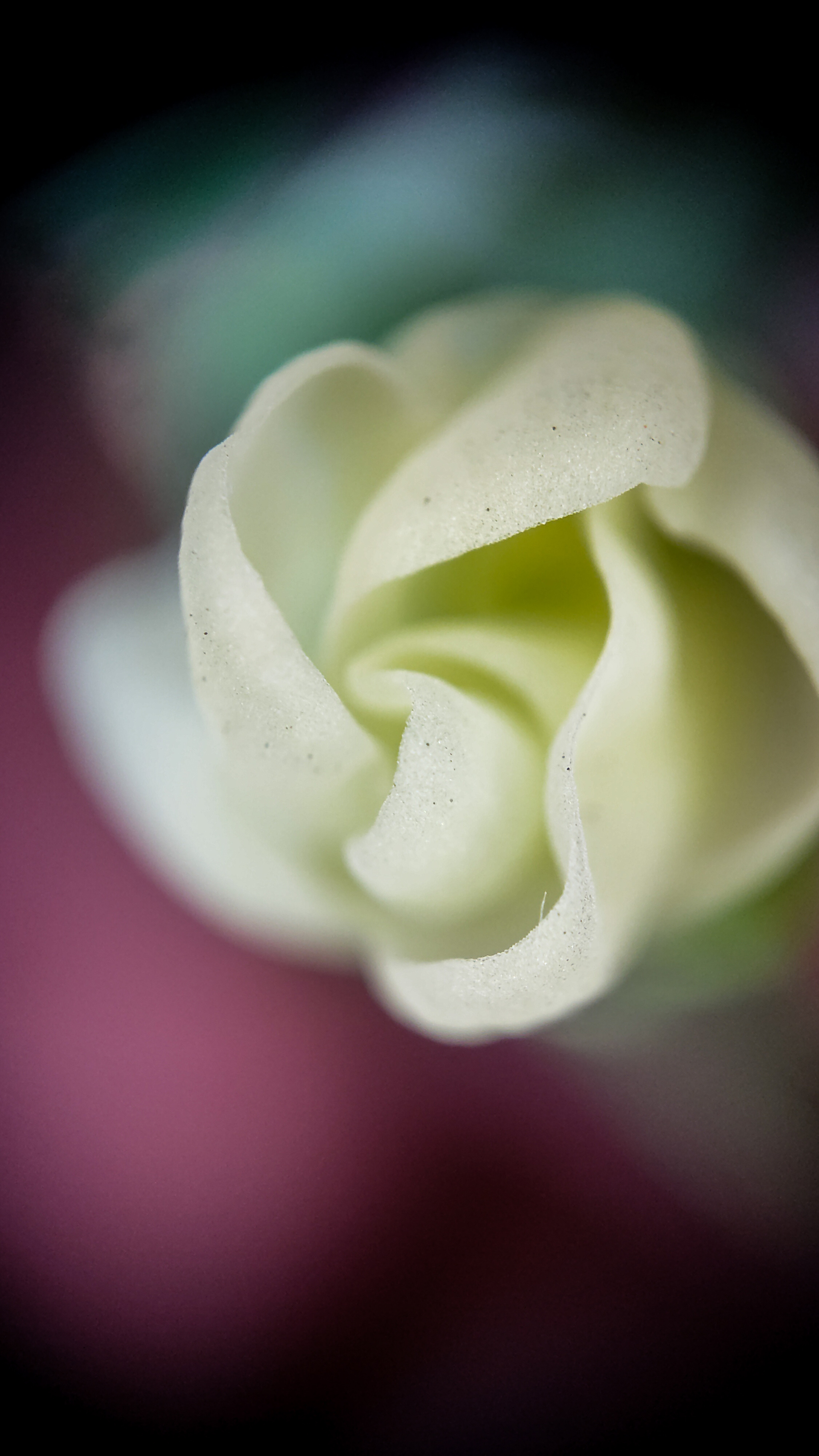 Photo project Let's take a closer look post No. 59. Gladiolus - My, Bloom, Macro photography, Nature, The photo, Garden, Plants, The park, Garden, Gardening, Microfilming, Longpost