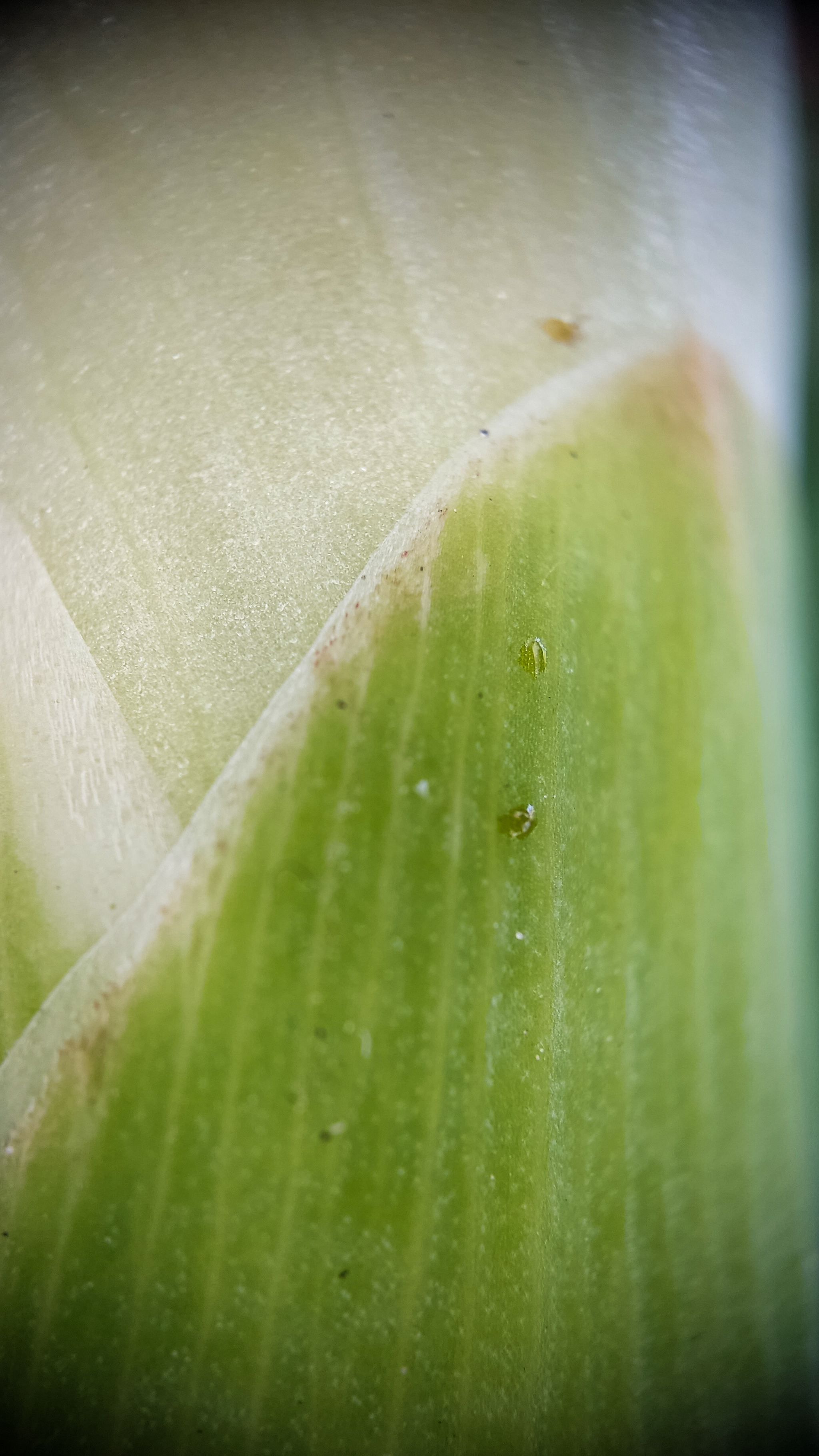 Photo project Let's take a closer look post No. 59. Gladiolus - My, Bloom, Macro photography, Nature, The photo, Garden, Plants, The park, Garden, Gardening, Microfilming, Longpost