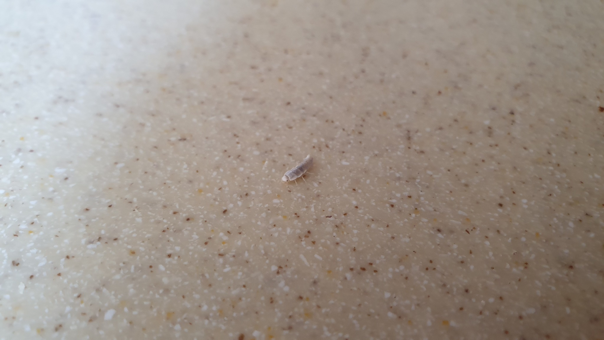 Strange insects in the bathroom - My, Insects, House, Pests