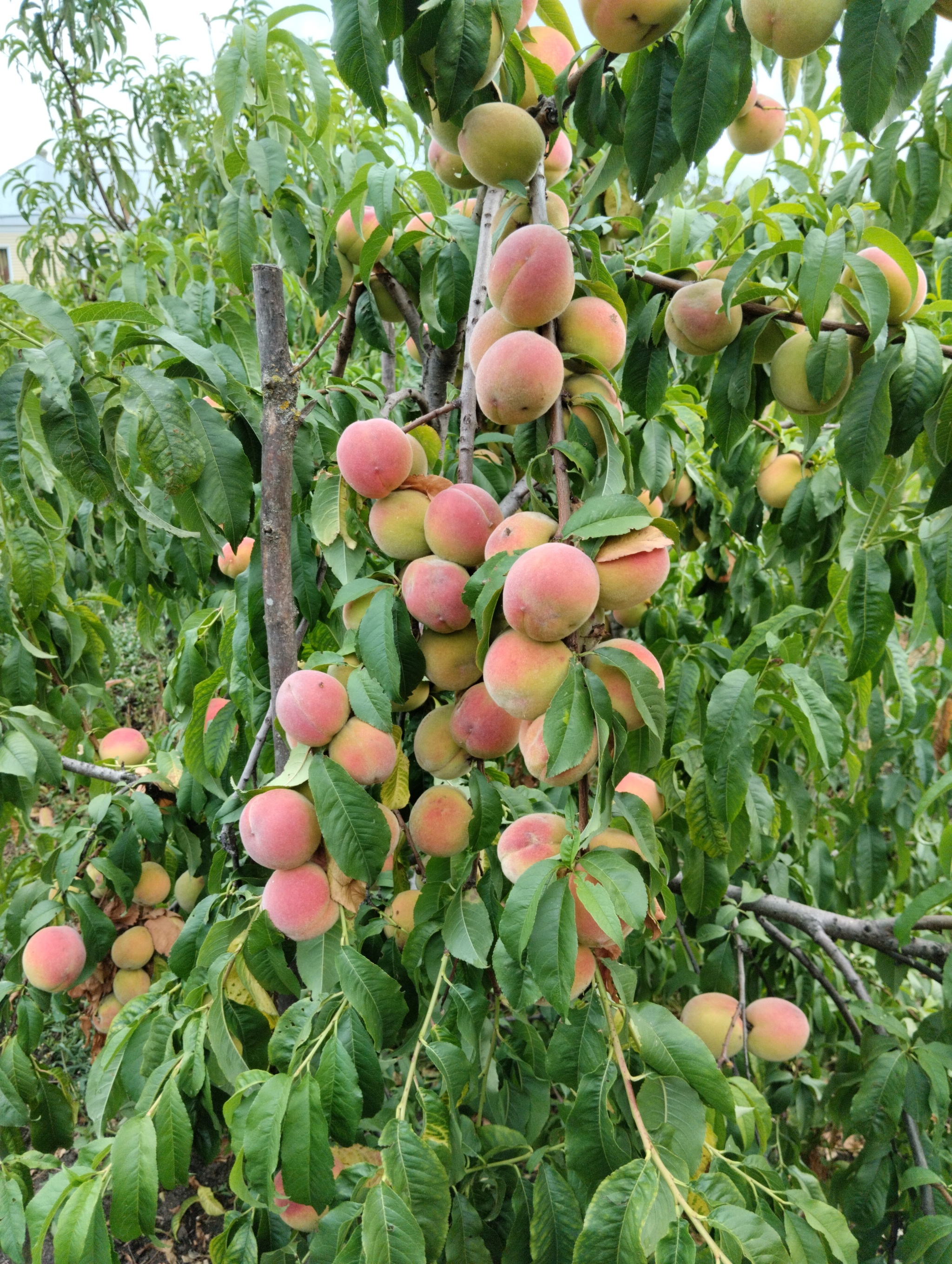 Photo of a peach in my father's garden :-) - My, Mobile photography, Peaches