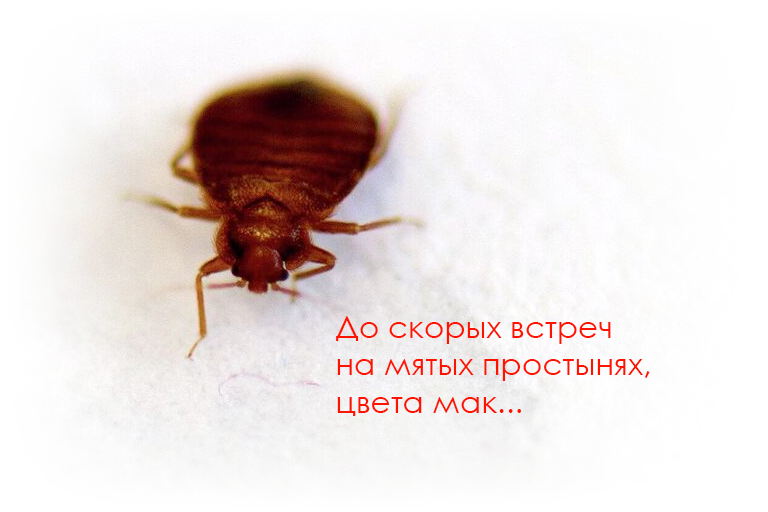 Suddenly - My, Insects, Bed, Humor, Meeting, Suddenly, Vital, Picture with text, Bedbugs