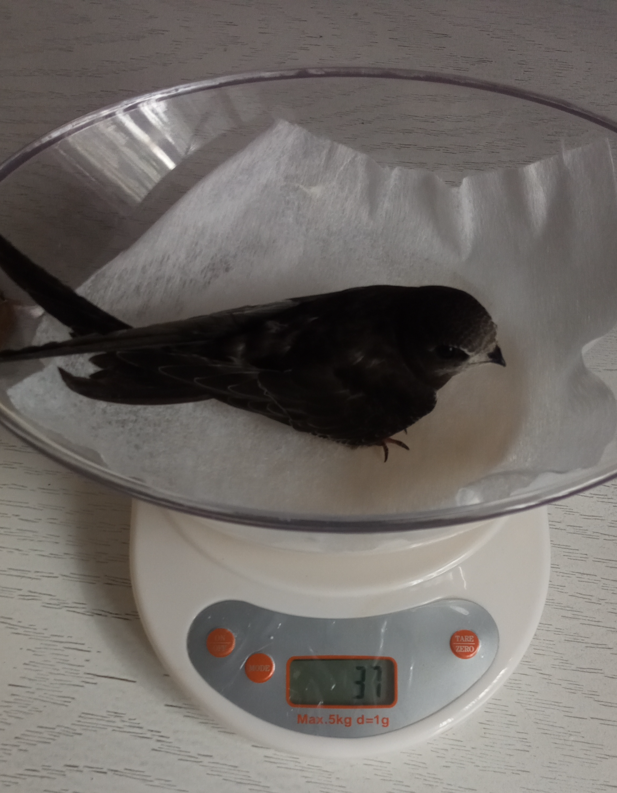 Albert's Diary. Fourteenth day - My, Swift, Albert, Feeding, Care and maintenance, Birds, Good deeds, The first flight, Mixed feelings, Video, Youtube, Longpost