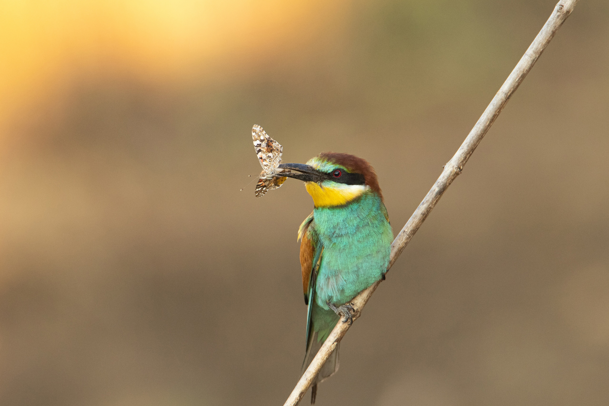 Golden bee-eater with prey - My, The photo, Birds, Nature, Animals, Szczurka