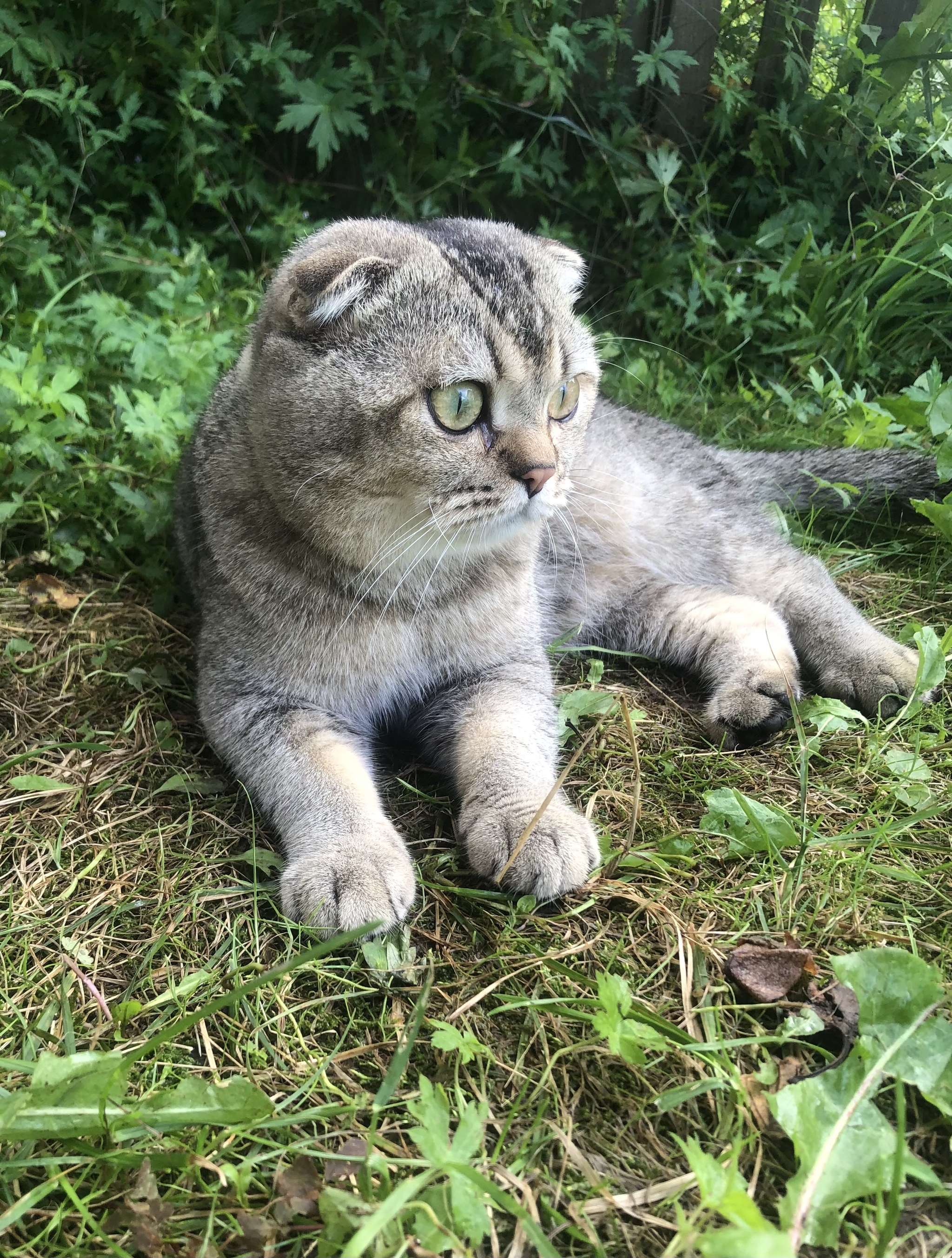 King of beasts in natural habitat - My, A life, cat, Pet the cat, Cat lovers, Fluffy, Scottish lop-eared