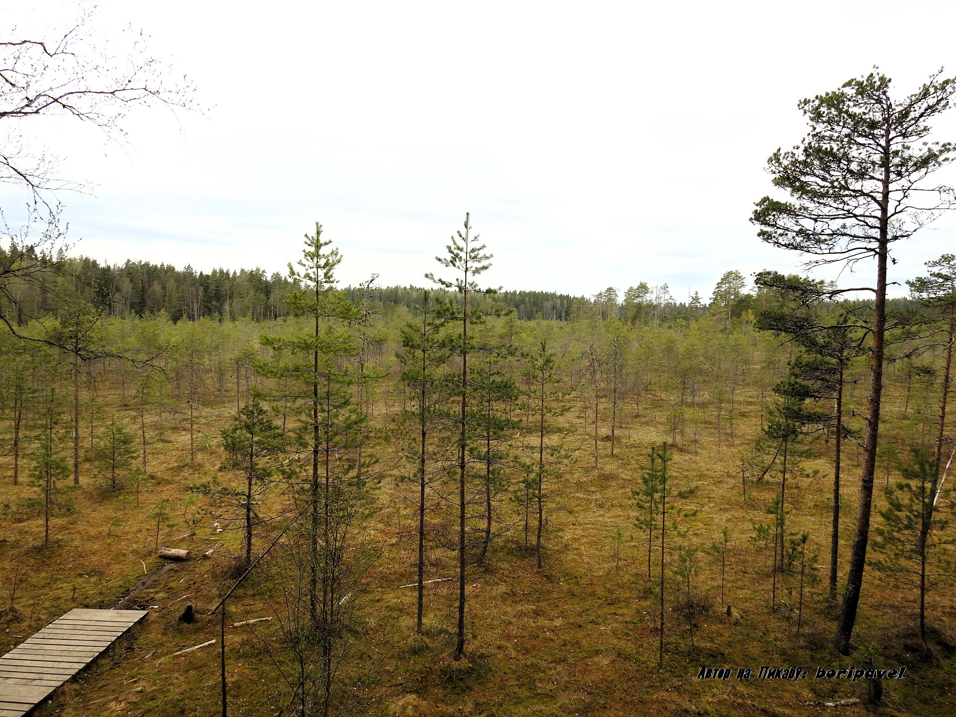 Walk along the eco-trail Forest Secrets and Sokolovsky Keys, Valdai National Park. Valdai, spring 2024 - My, Walk, Walk in the woods, Valdai, National park, Eco-trail, Swamp, Spring, Bird watching, Finches, Tourism, Novgorod region, Travels, Travel across Russia, 2024, The photo, Youtube, Video, Longpost