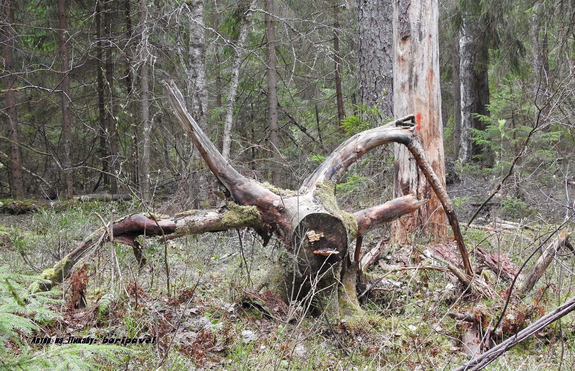 Walk along the eco-trail Forest Secrets and Sokolovsky Keys, Valdai National Park. Valdai, spring 2024 - My, Walk, Walk in the woods, Valdai, National park, Eco-trail, Swamp, Spring, Bird watching, Finches, Tourism, Novgorod region, Travels, Travel across Russia, 2024, The photo, Youtube, Video, Longpost