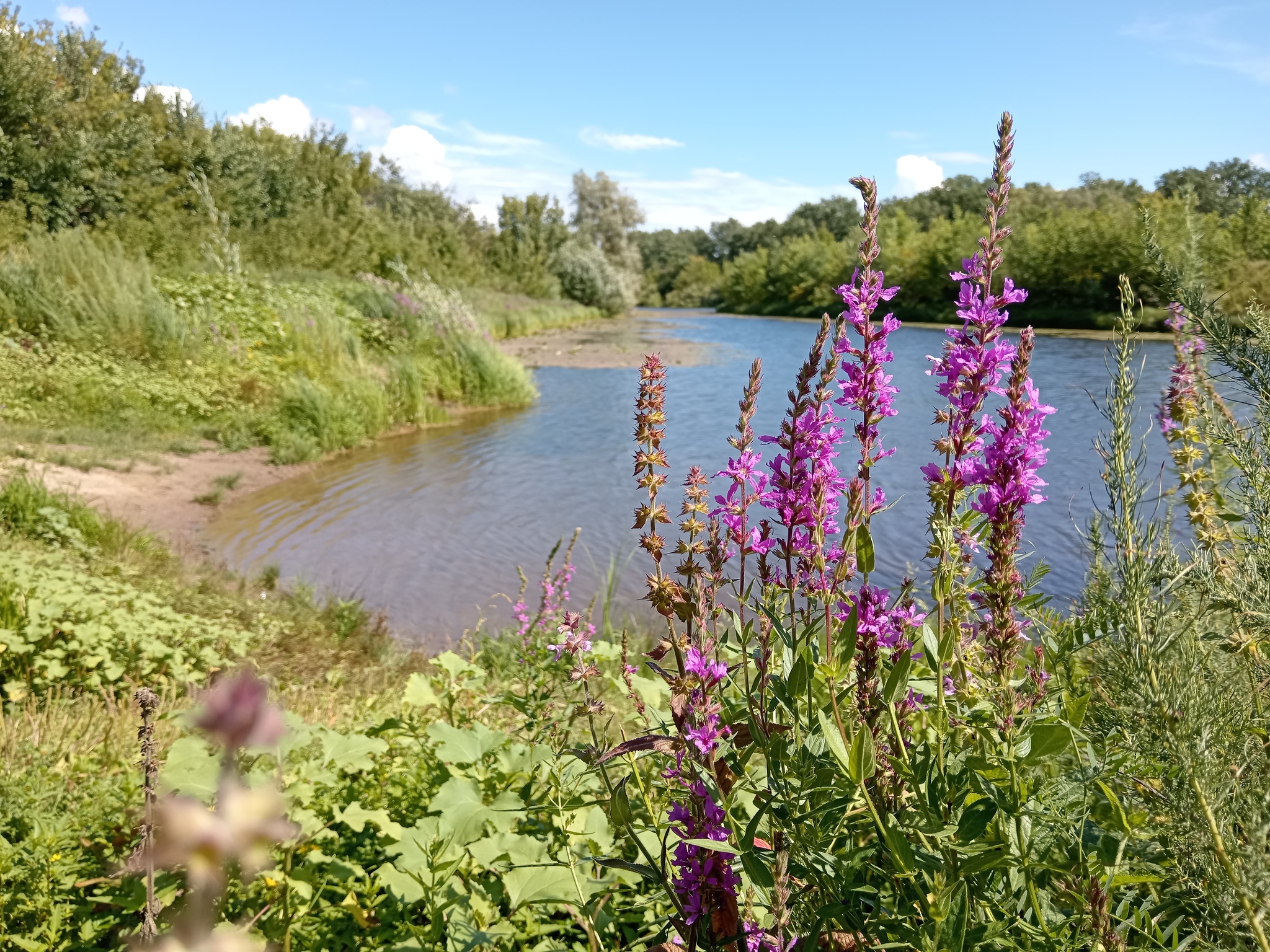 Here it is August... - My, Summer, Nature, Volga river, A bike, Camping, Bike ride, Longpost