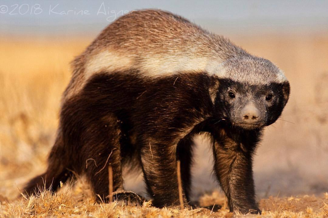 Honey badger - Honey badger, Cunyi, Predatory animals, Wild animals, wildlife, South Africa, The photo