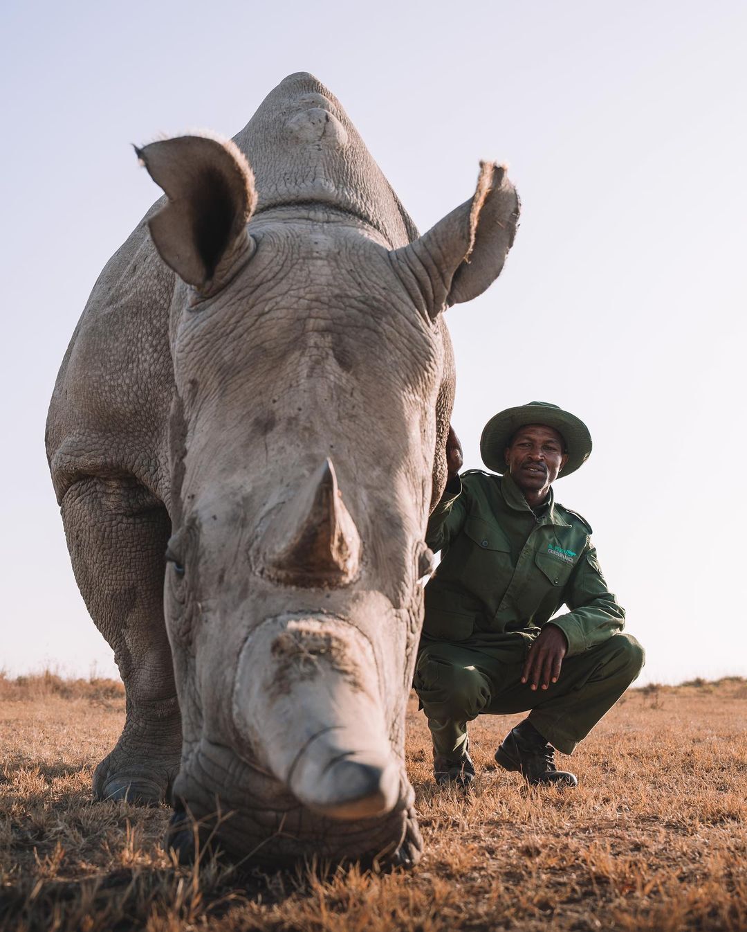 Zechariah, caretaker of the last northern white rhinos - Endangered species, White Rhinoceros, Rhinoceros, Odd-toed ungulates, Wild animals, wildlife, Reserves and sanctuaries, Custodian, Africa, The photo, Longpost