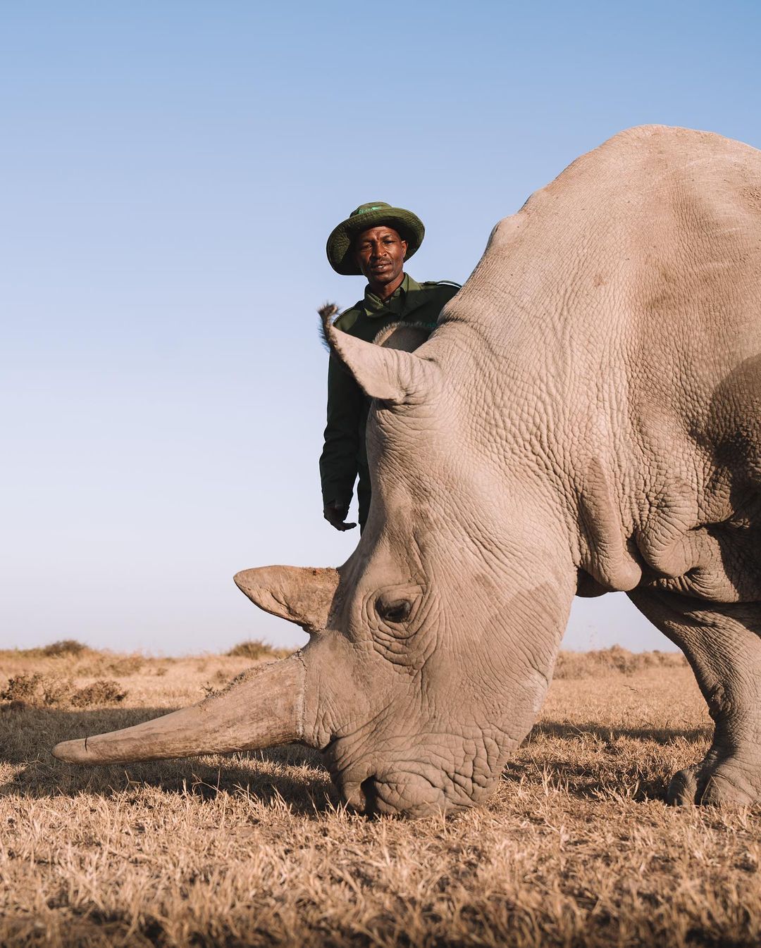 Zechariah, caretaker of the last northern white rhinos - Endangered species, White Rhinoceros, Rhinoceros, Odd-toed ungulates, Wild animals, wildlife, Reserves and sanctuaries, Custodian, Africa, The photo, Longpost