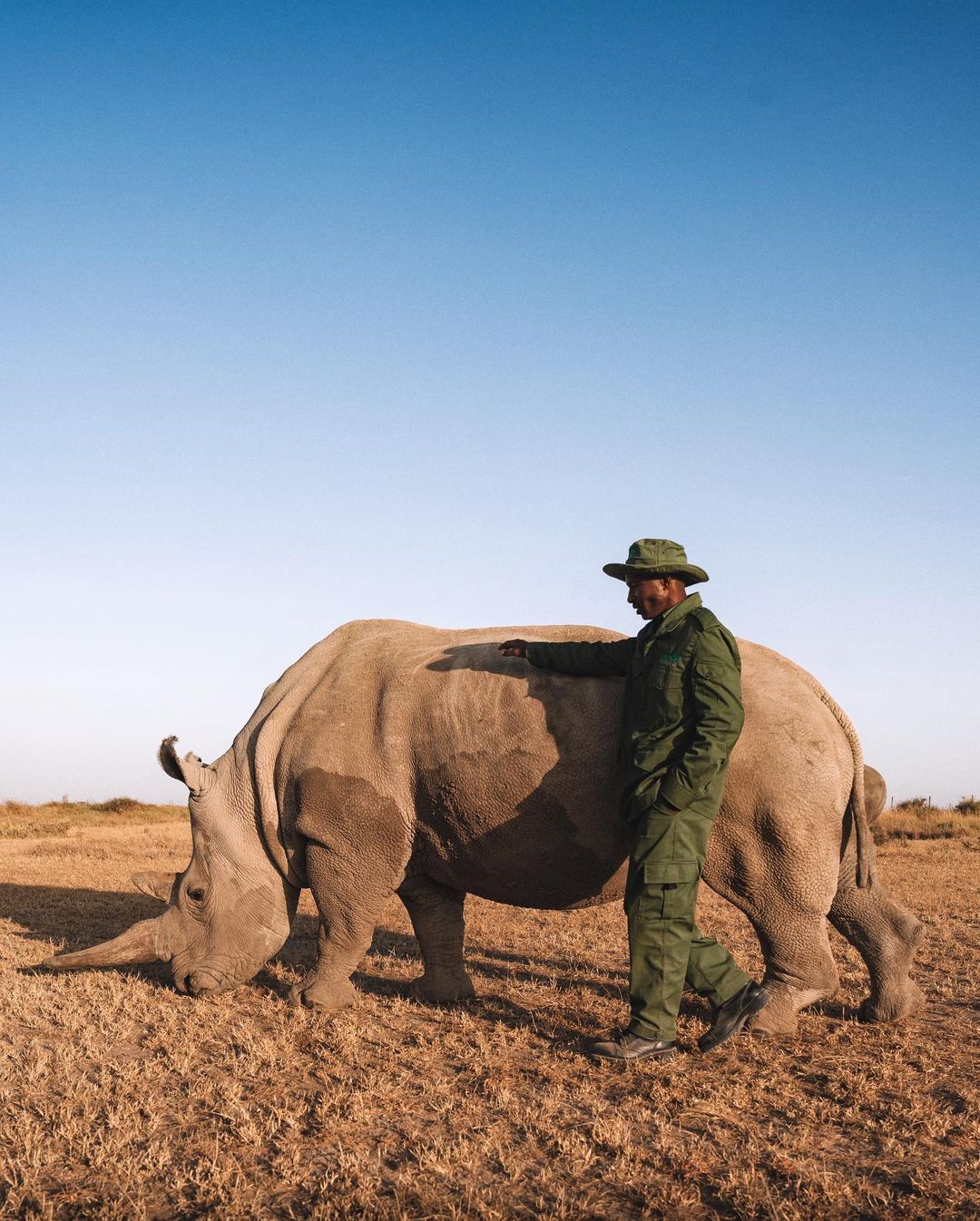 Zechariah, caretaker of the last northern white rhinos - Endangered species, White Rhinoceros, Rhinoceros, Odd-toed ungulates, Wild animals, wildlife, Reserves and sanctuaries, Custodian, Africa, The photo, Longpost