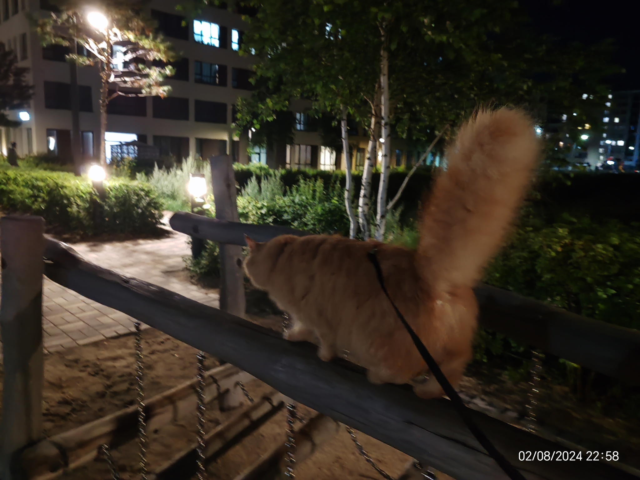 Evening promenade - My, cat, Redheads, Pet the cat, Walk, Longpost